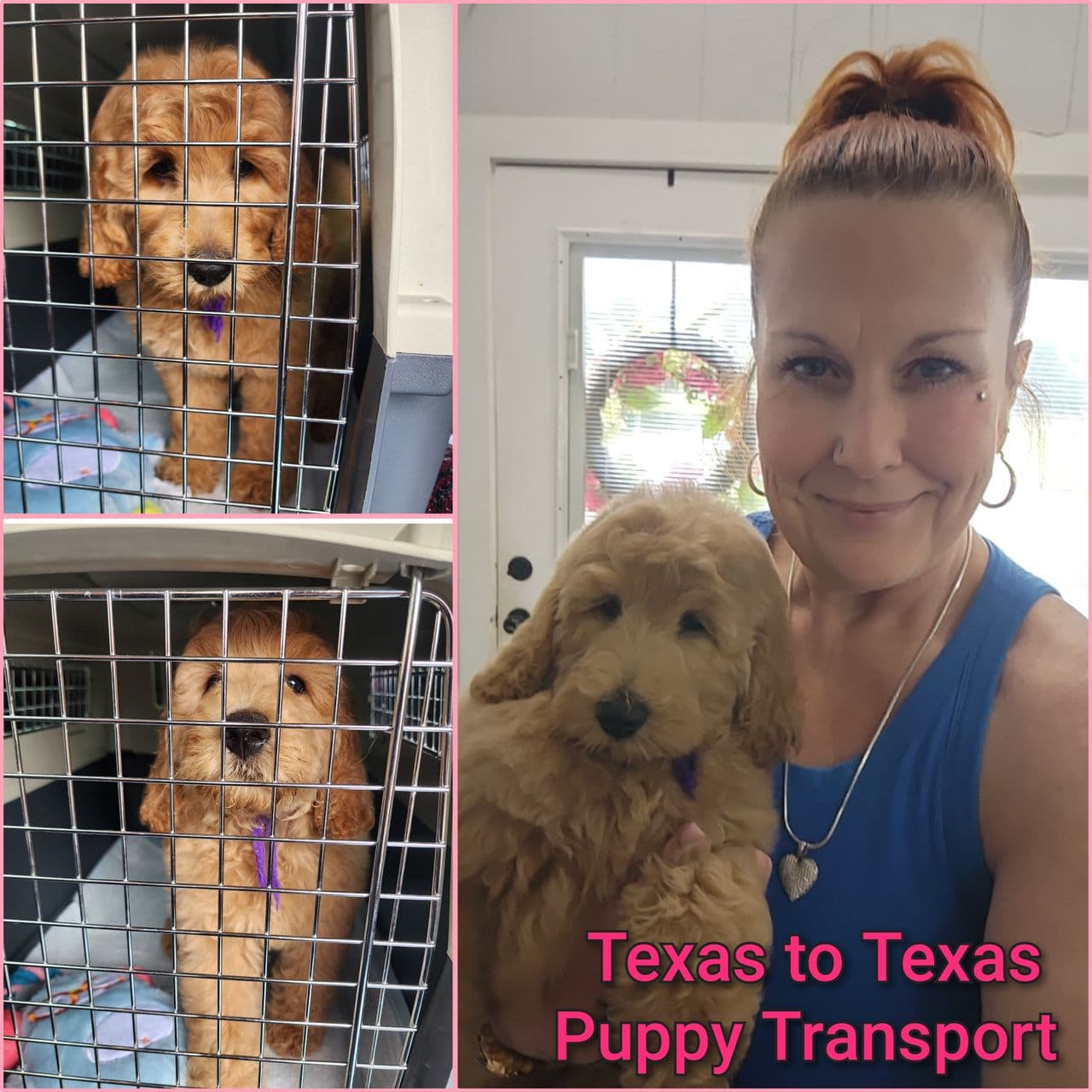 Pet travel photo 4