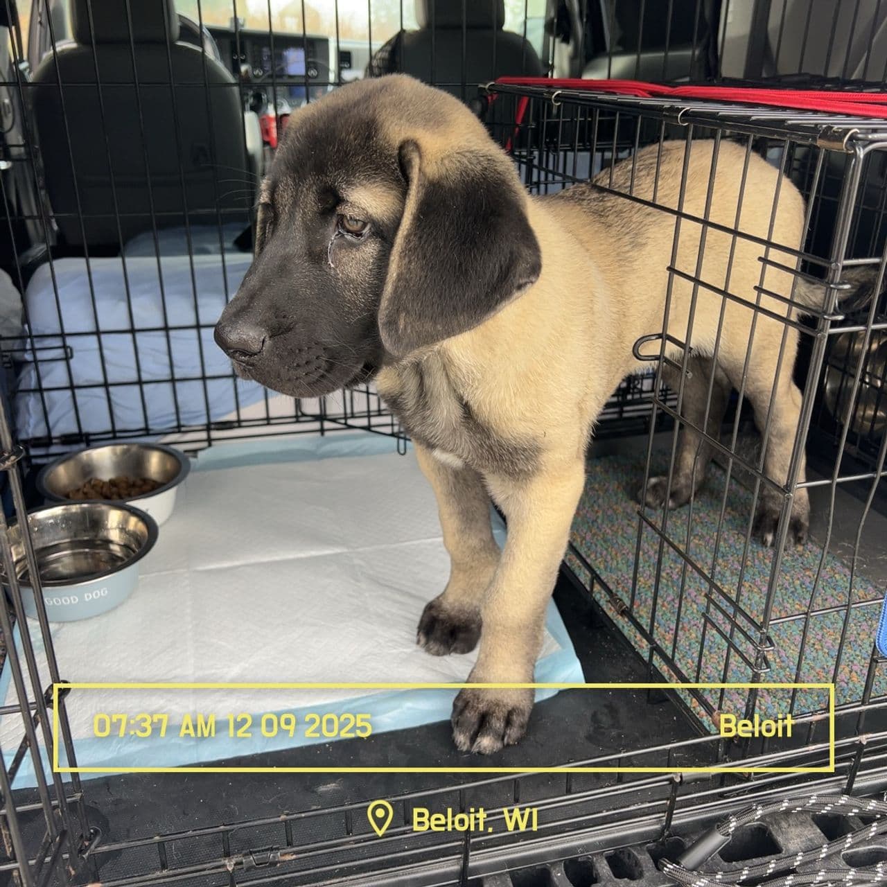 Pet travel photo 4
