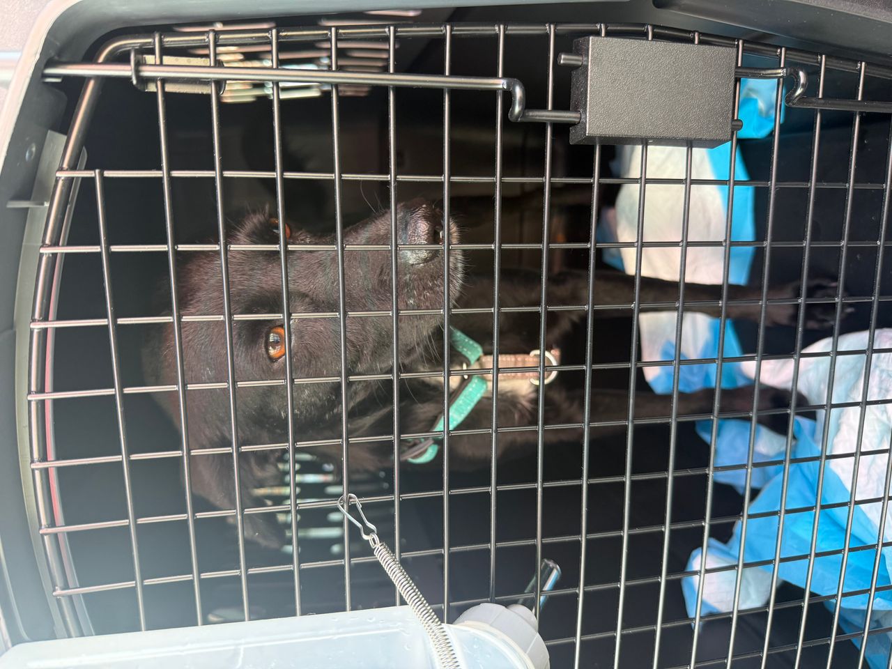 Pet travel photo 2