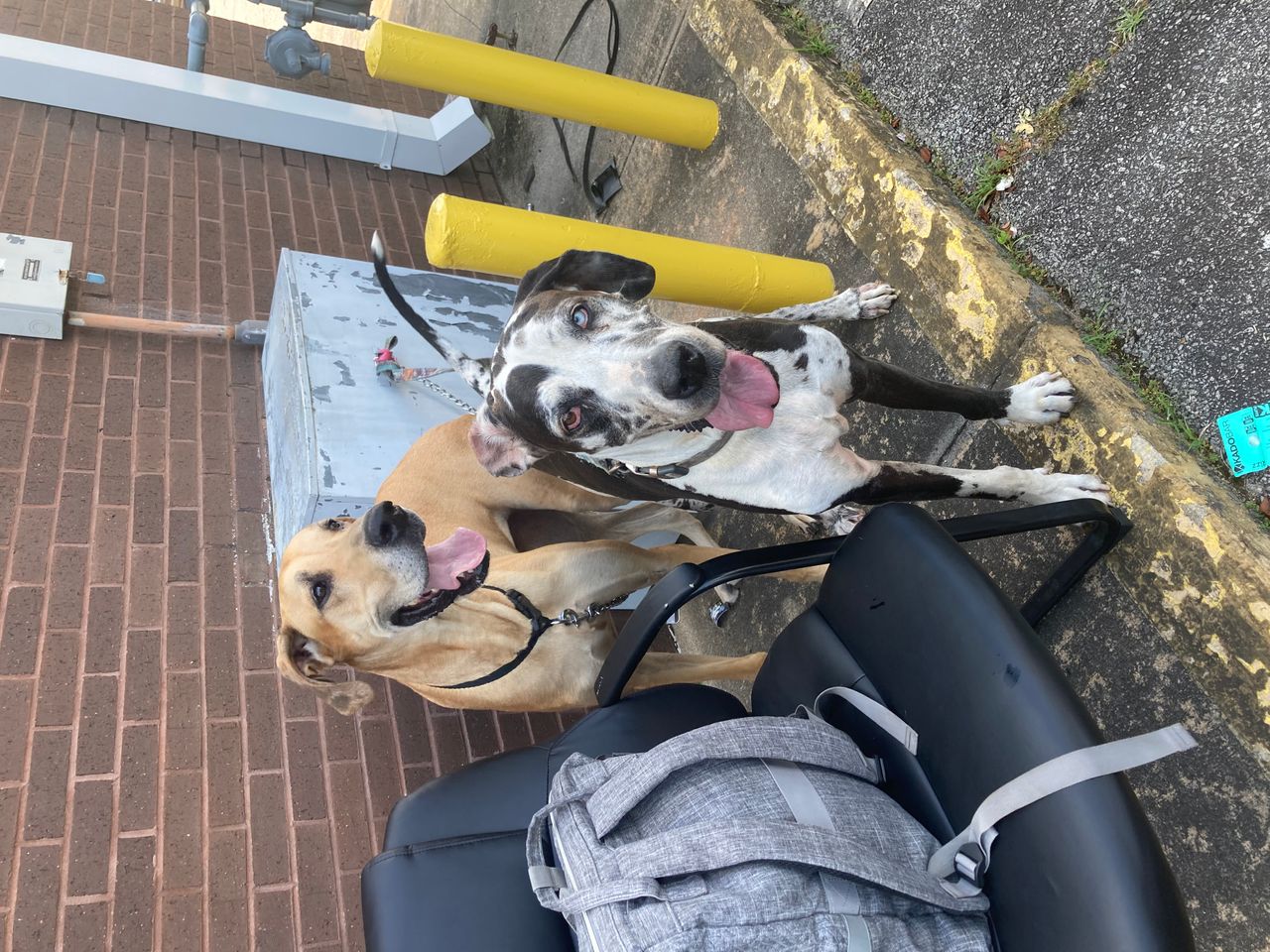 Pet travel photo 2