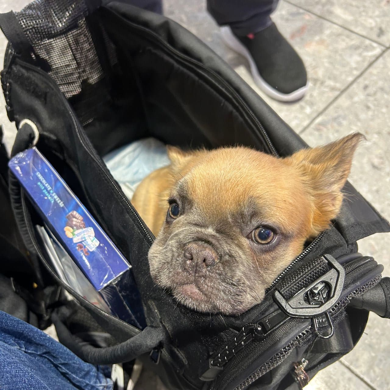 Pet travel photo 6