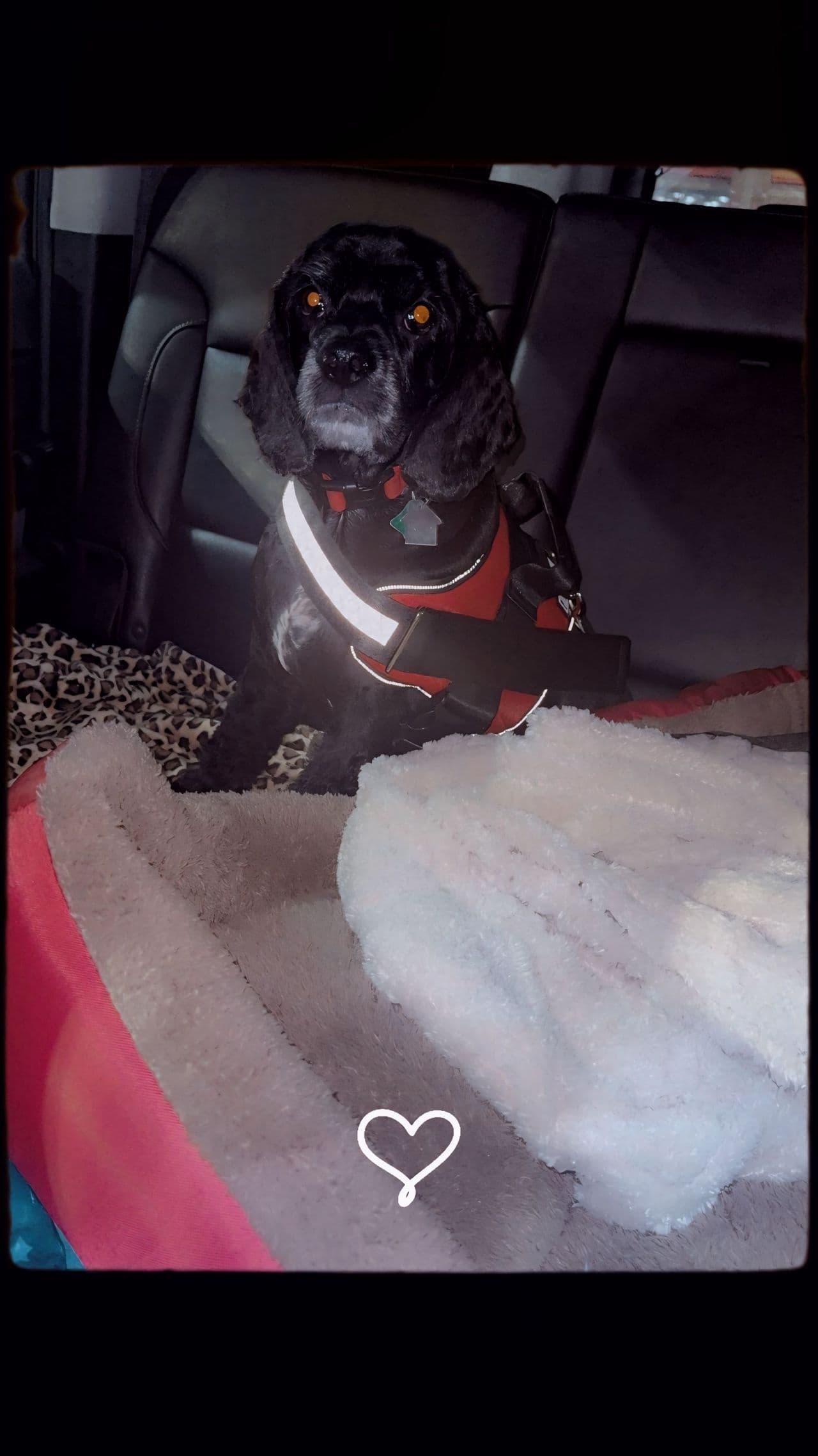 Pet travel photo 5