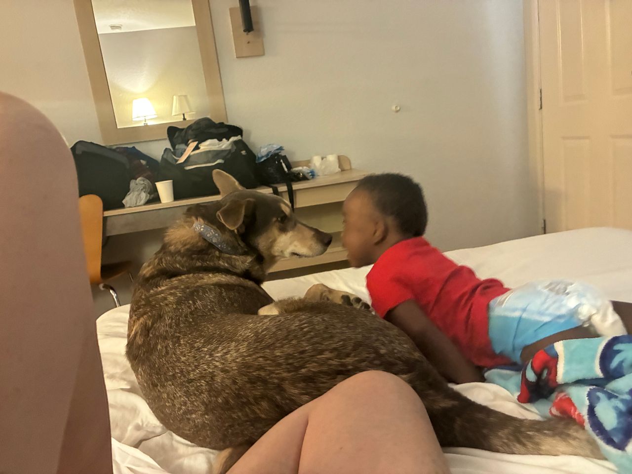 Pet travel photo 6