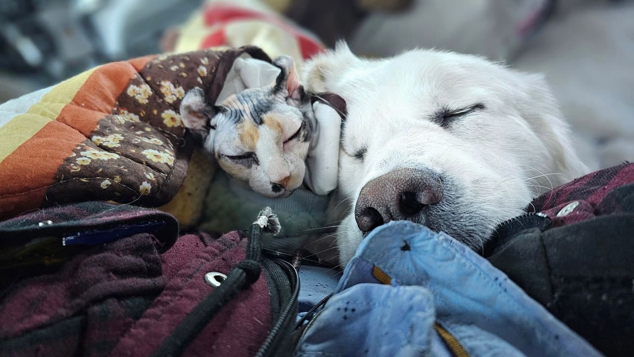 Pet travel photo 1