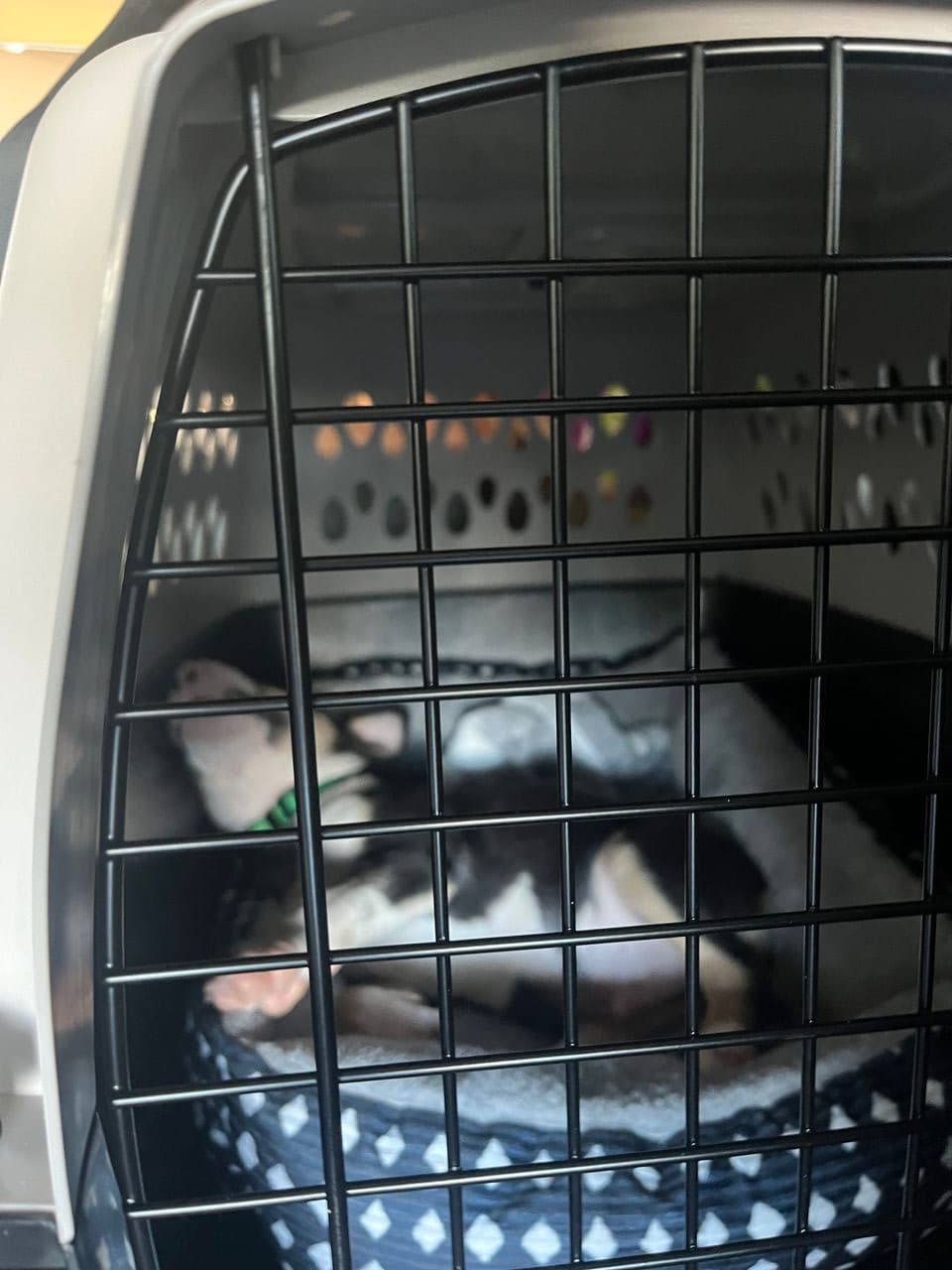 Pet travel photo 3