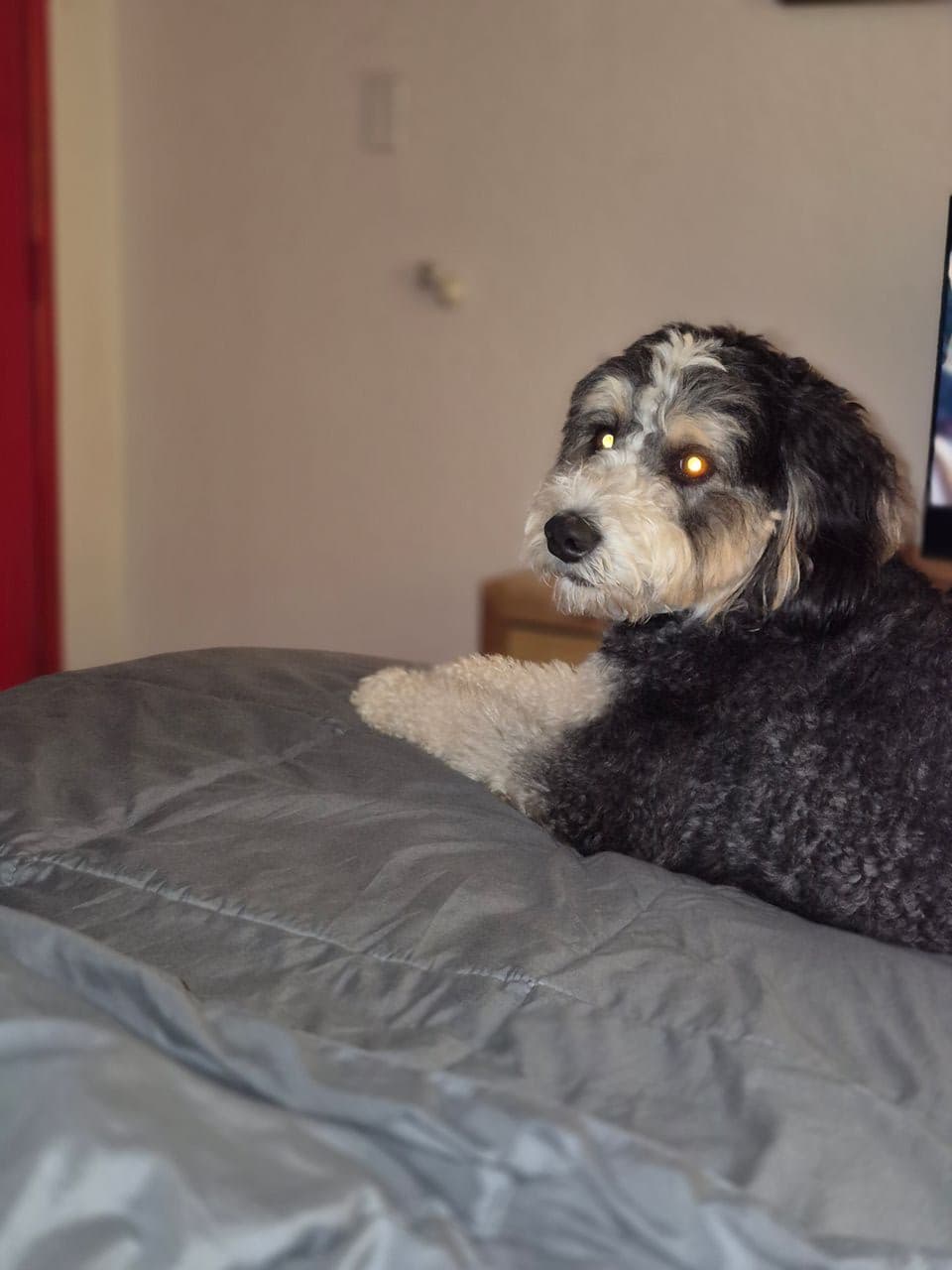 Pet travel photo 3