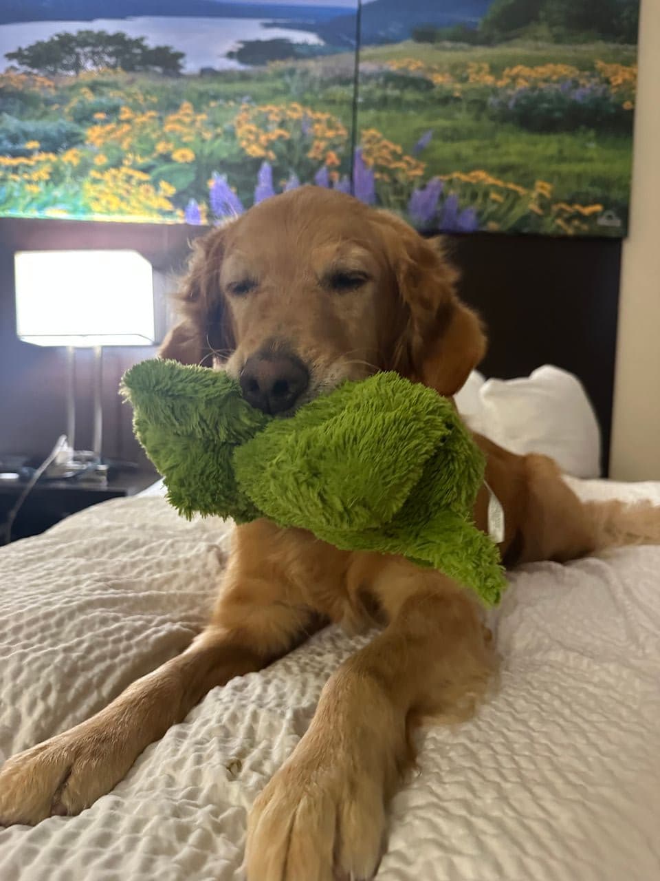 Pet travel photo 5