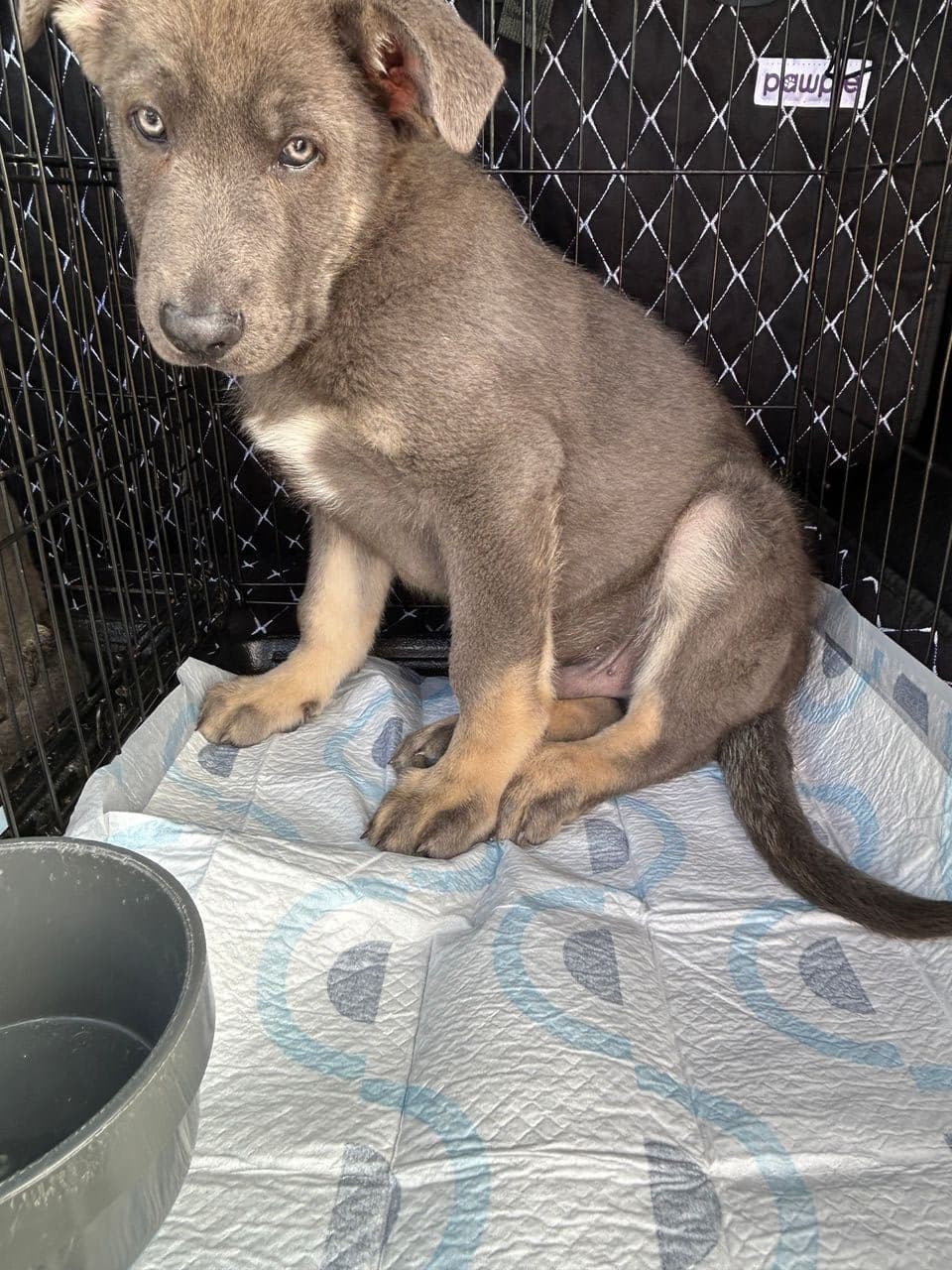 Pet travel photo 2