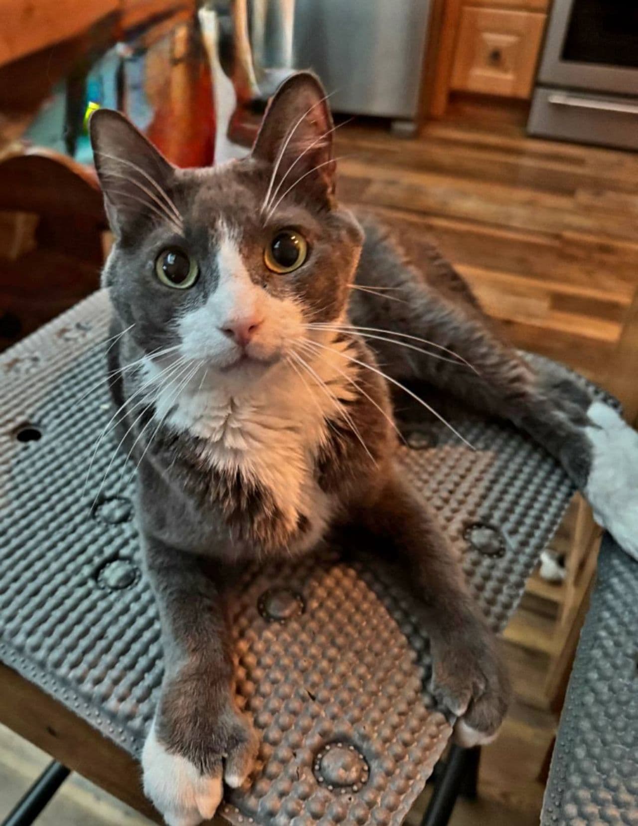 Pet travel photo 3