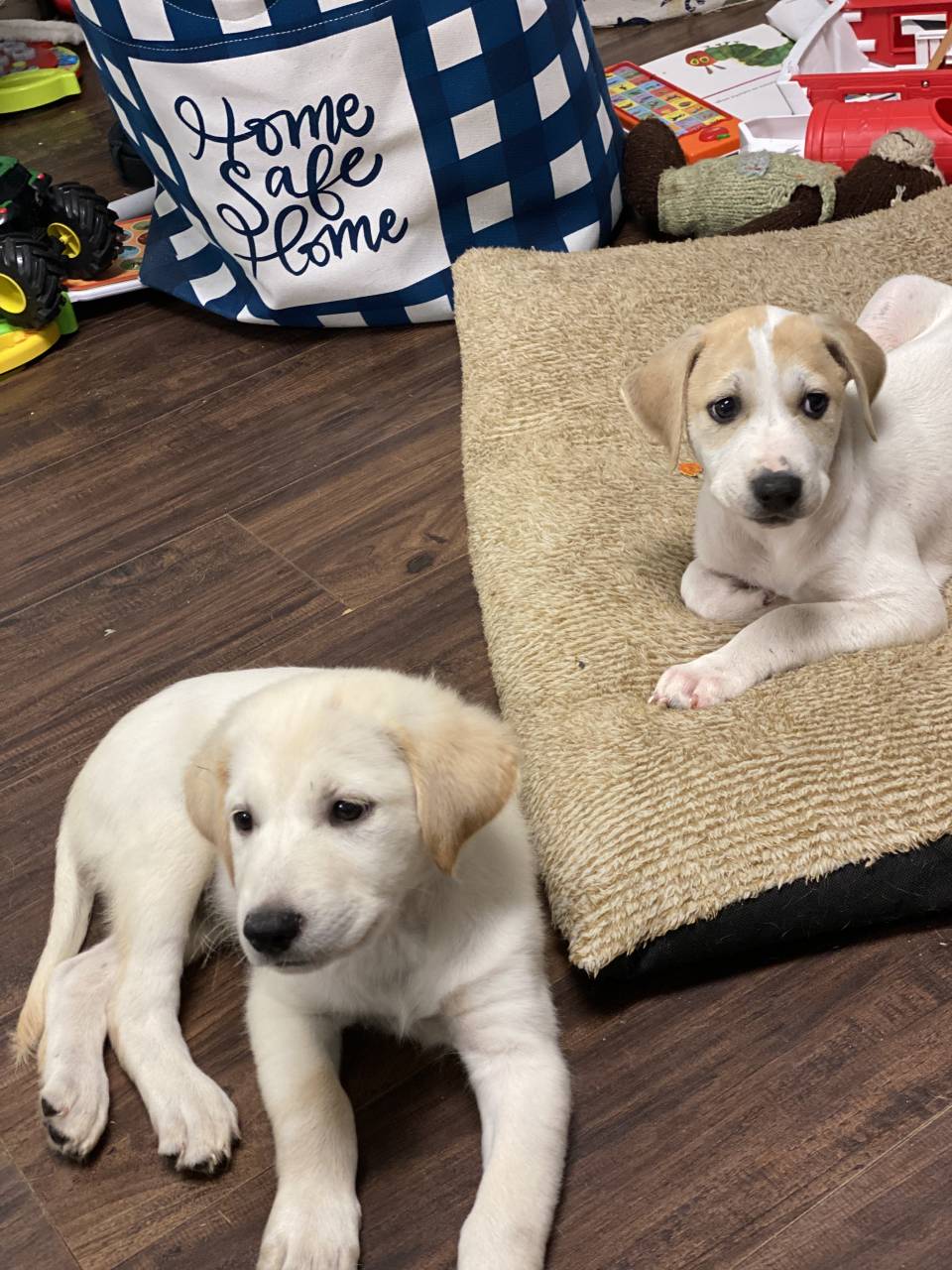 Bear and Beau