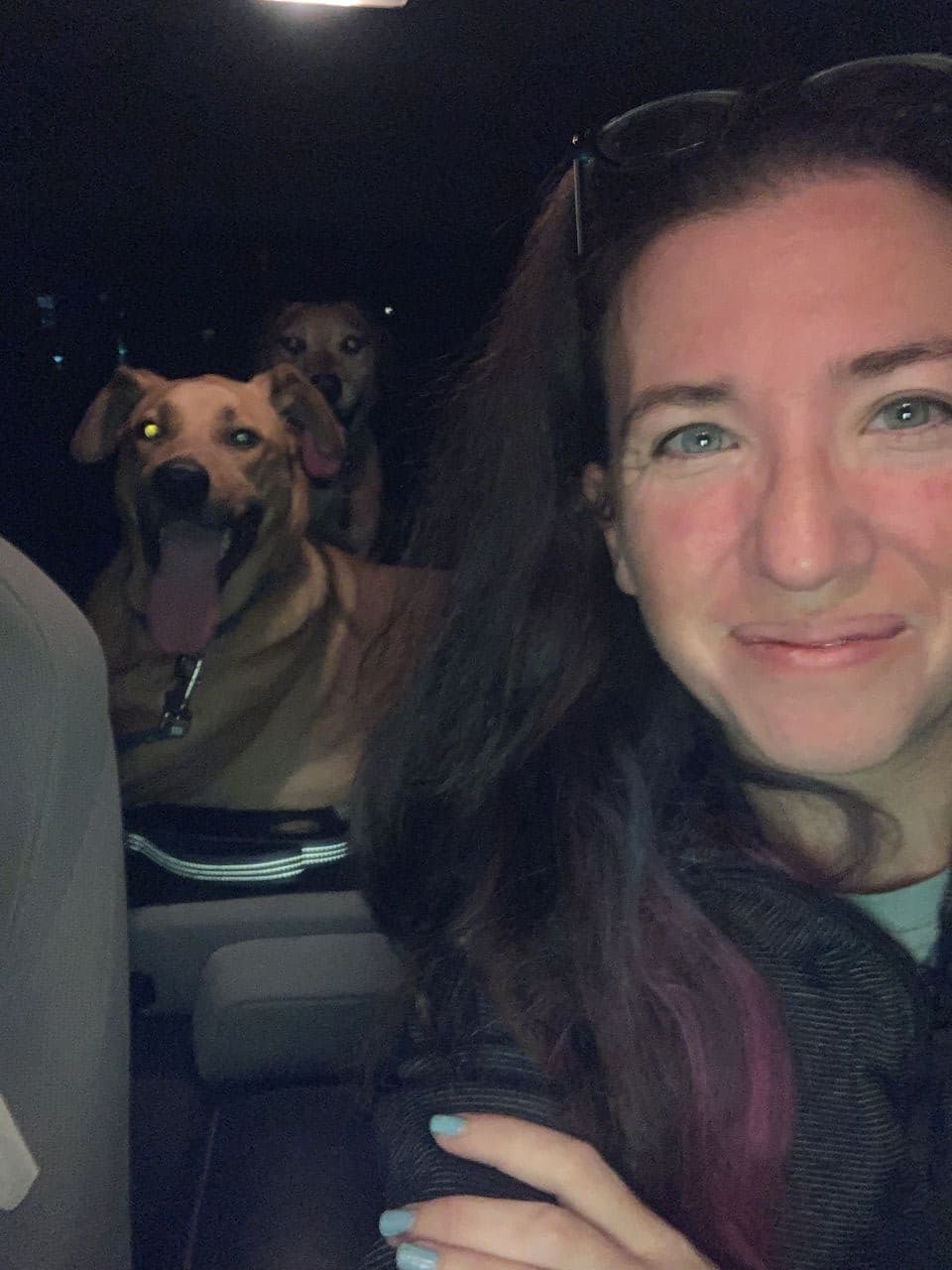 Pet travel photo 2