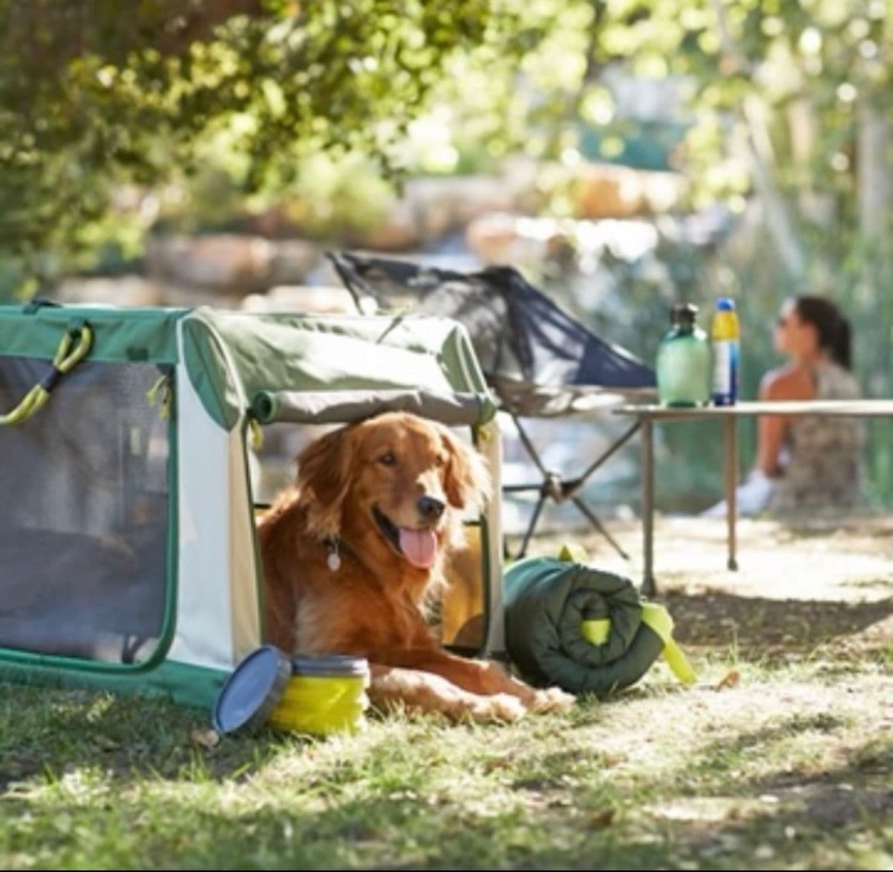 Pet travel photo 4