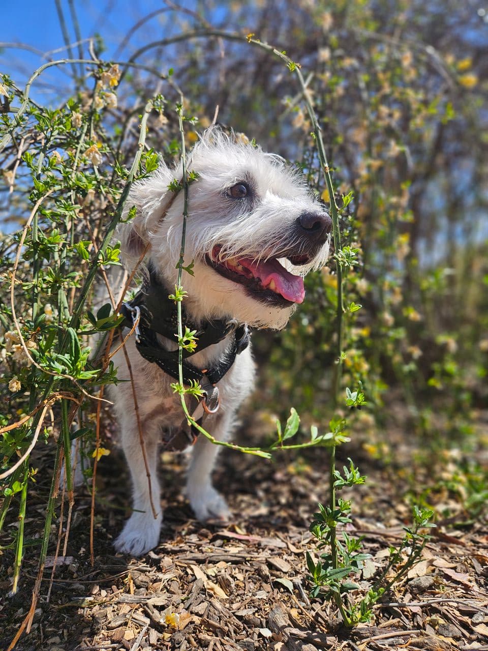 Pet travel photo 1