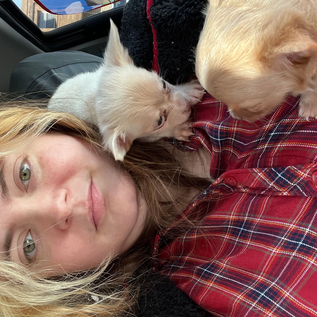 Pet travel photo 2