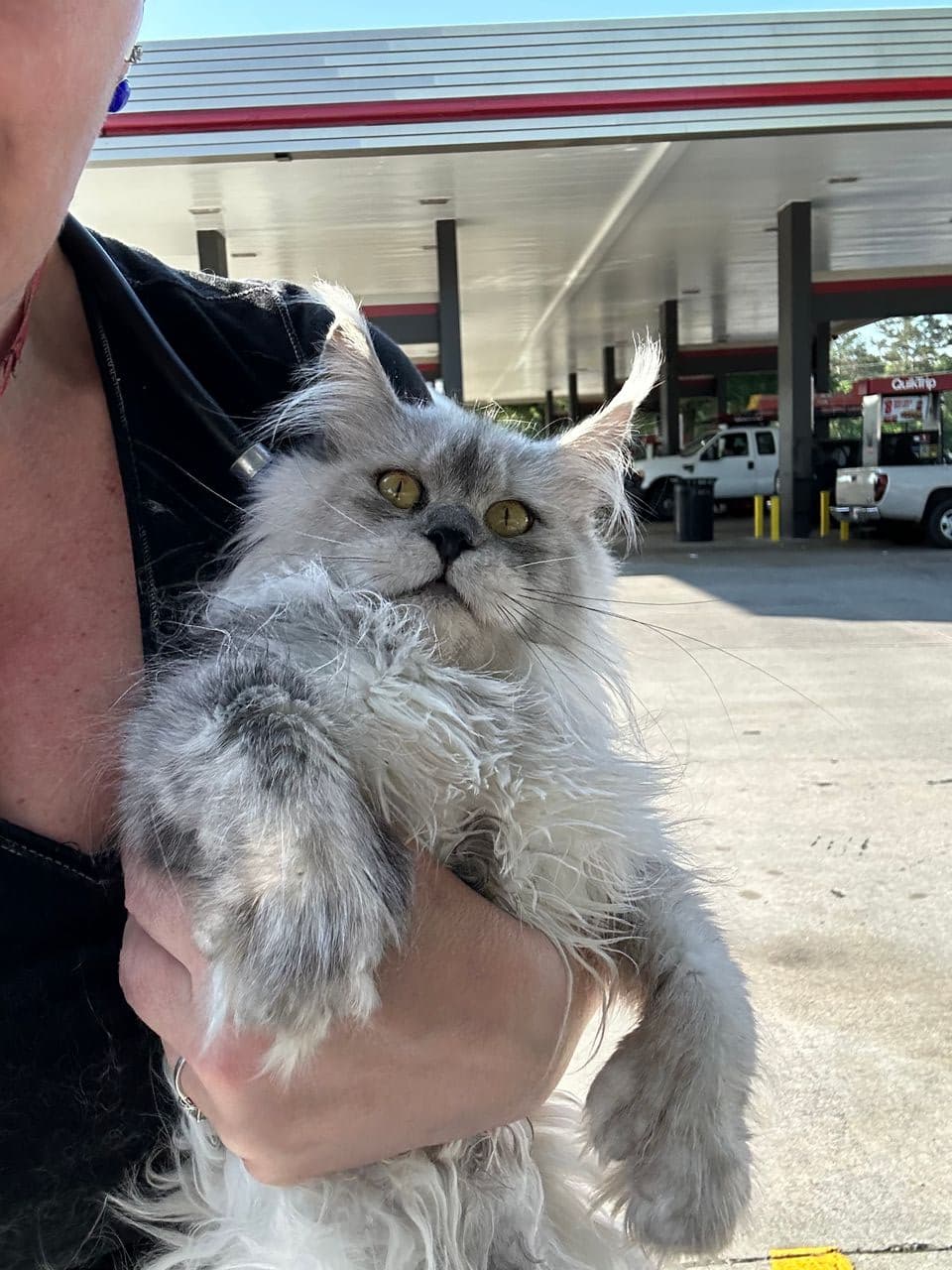 Pet travel photo 2