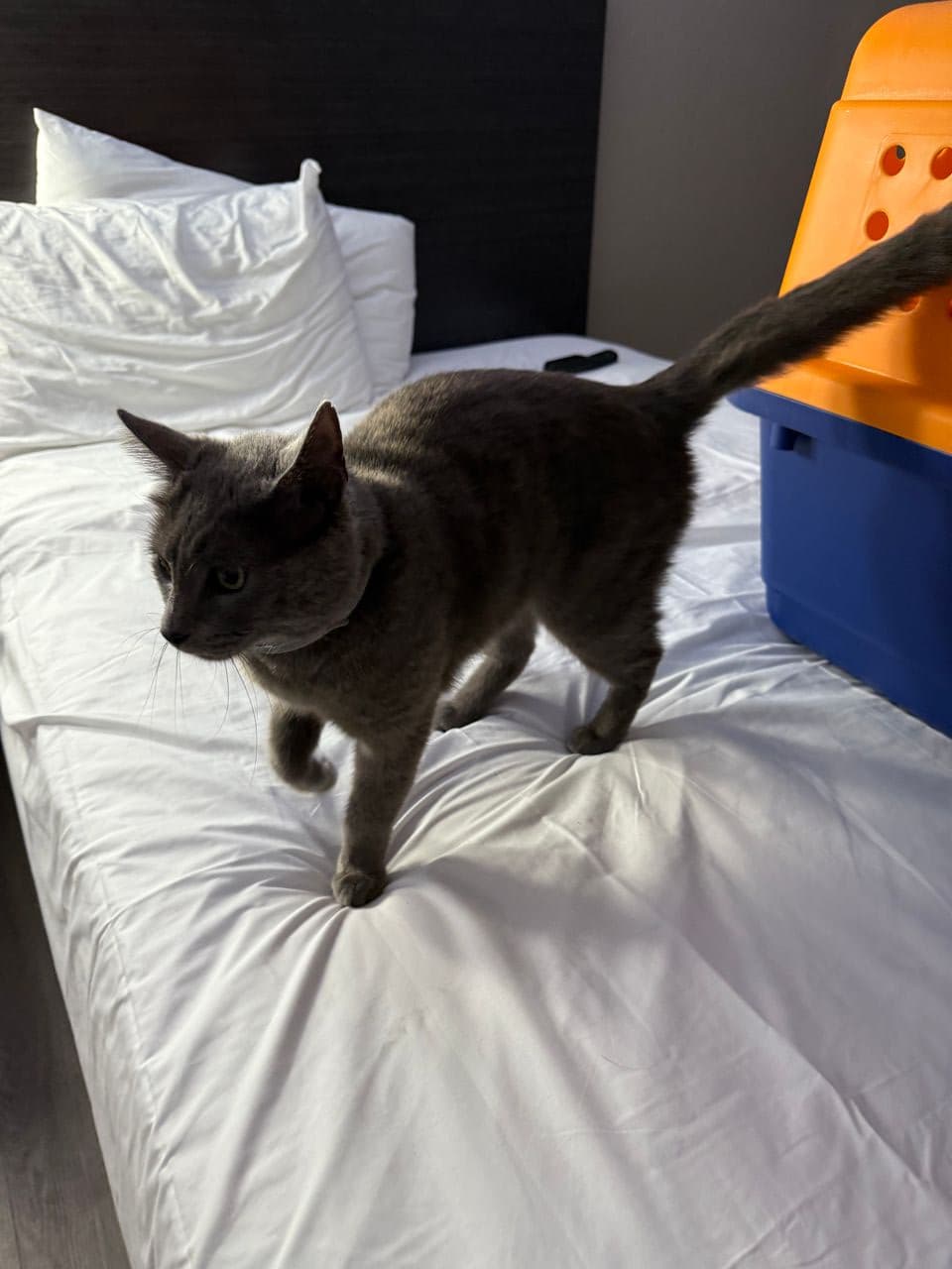 Pet travel photo 6