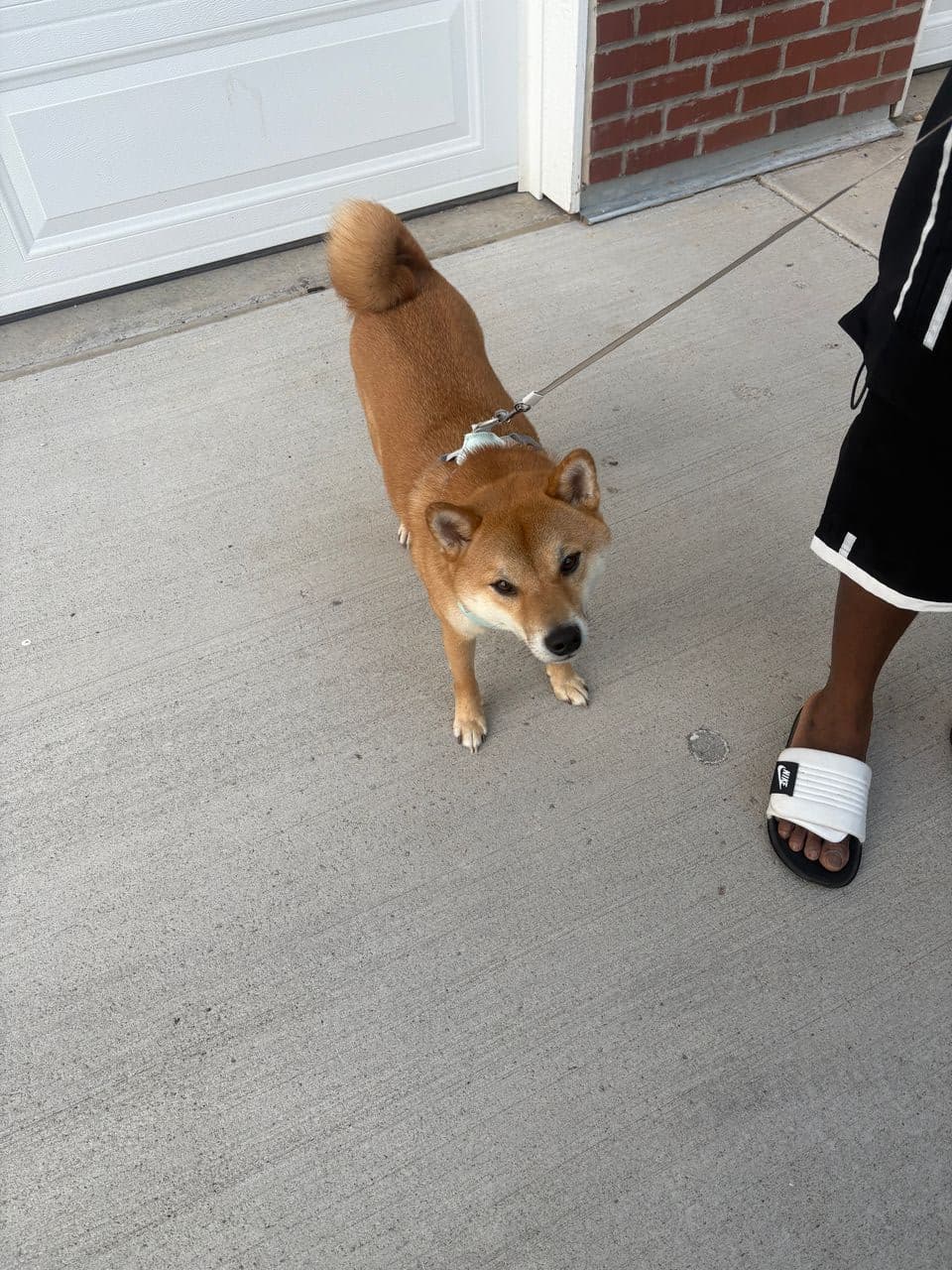 Pet travel photo 1
