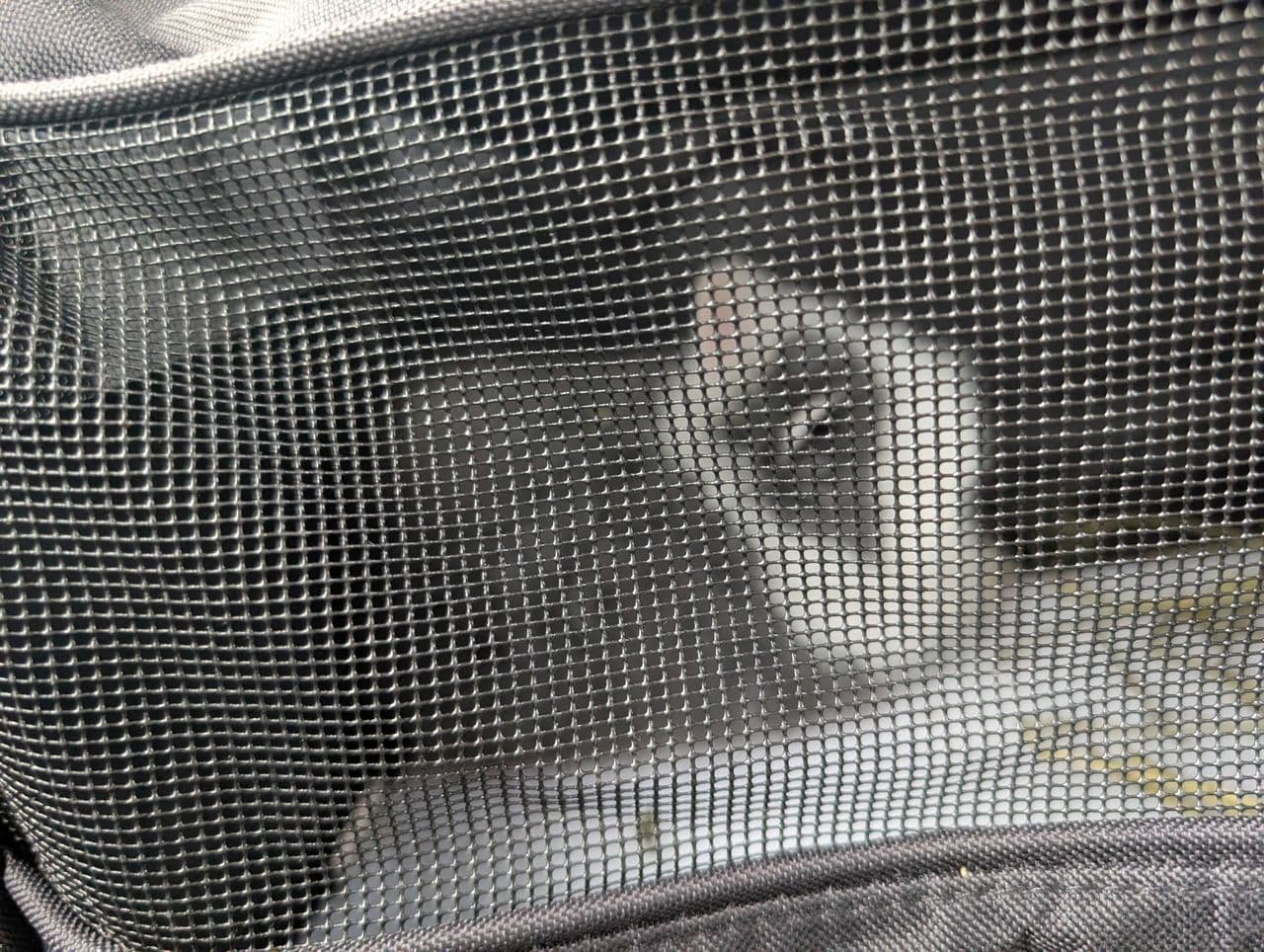 Pet travel photo 2