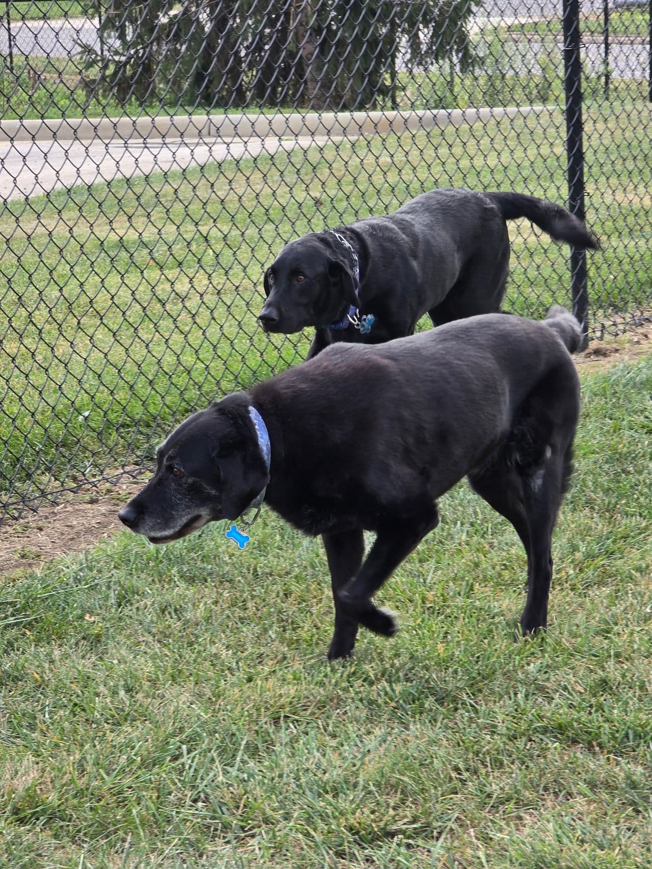 Pet travel photo 6