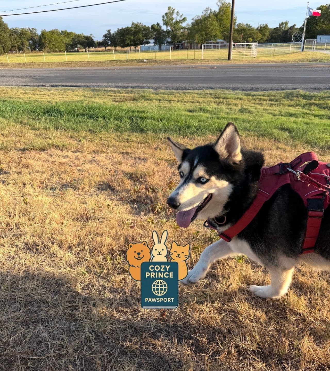 Pet travel photo 4