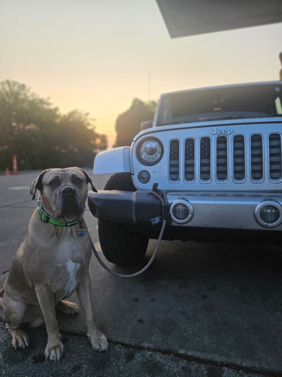 Pet travel photo 4