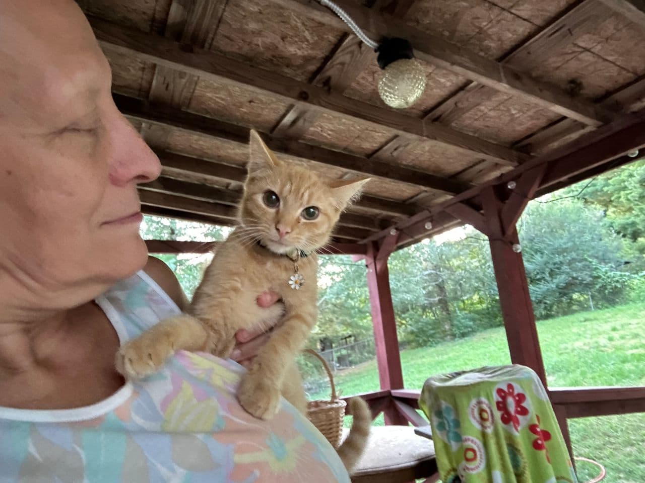 Pet travel photo 1