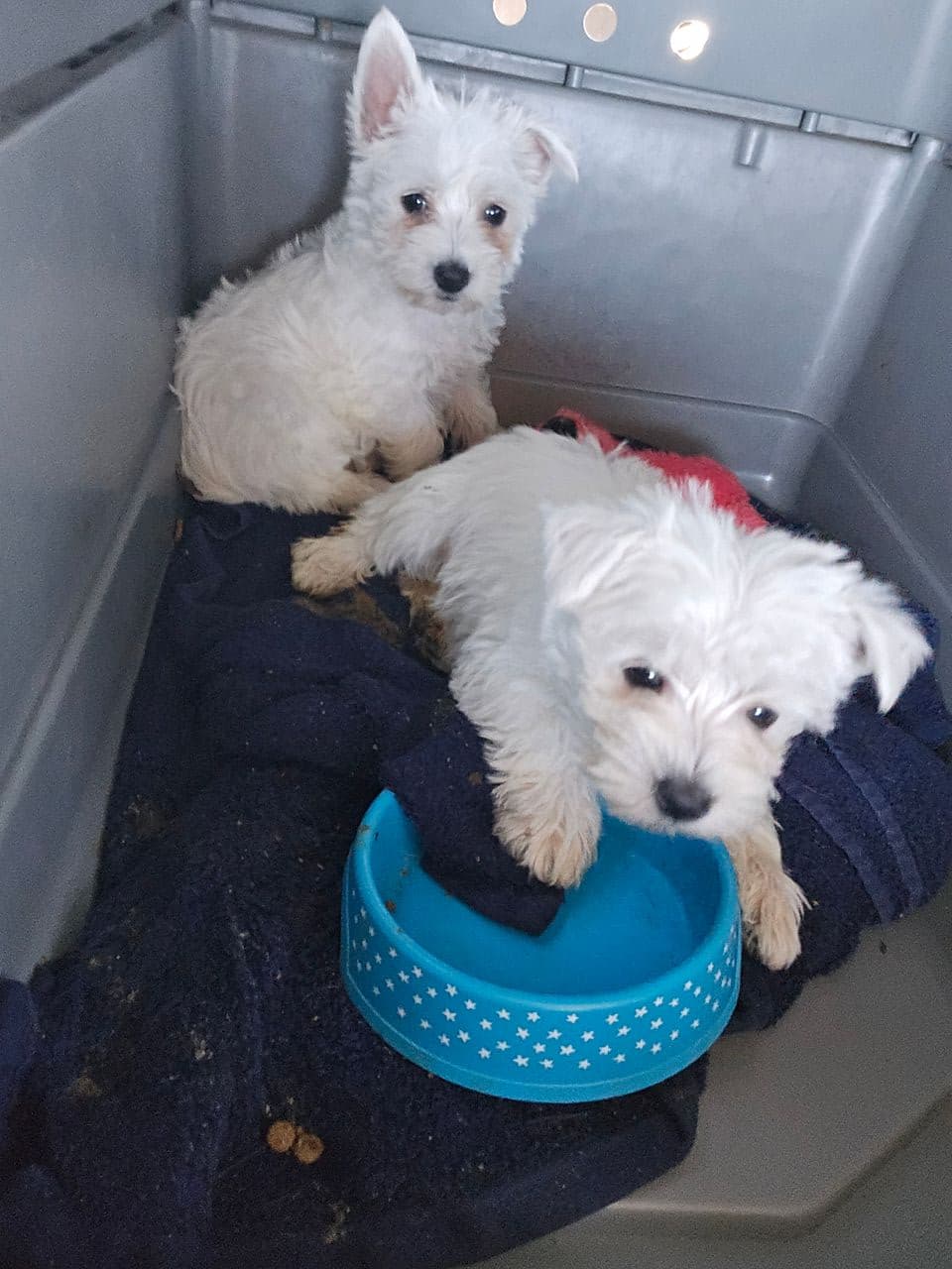 Pet travel photo 1