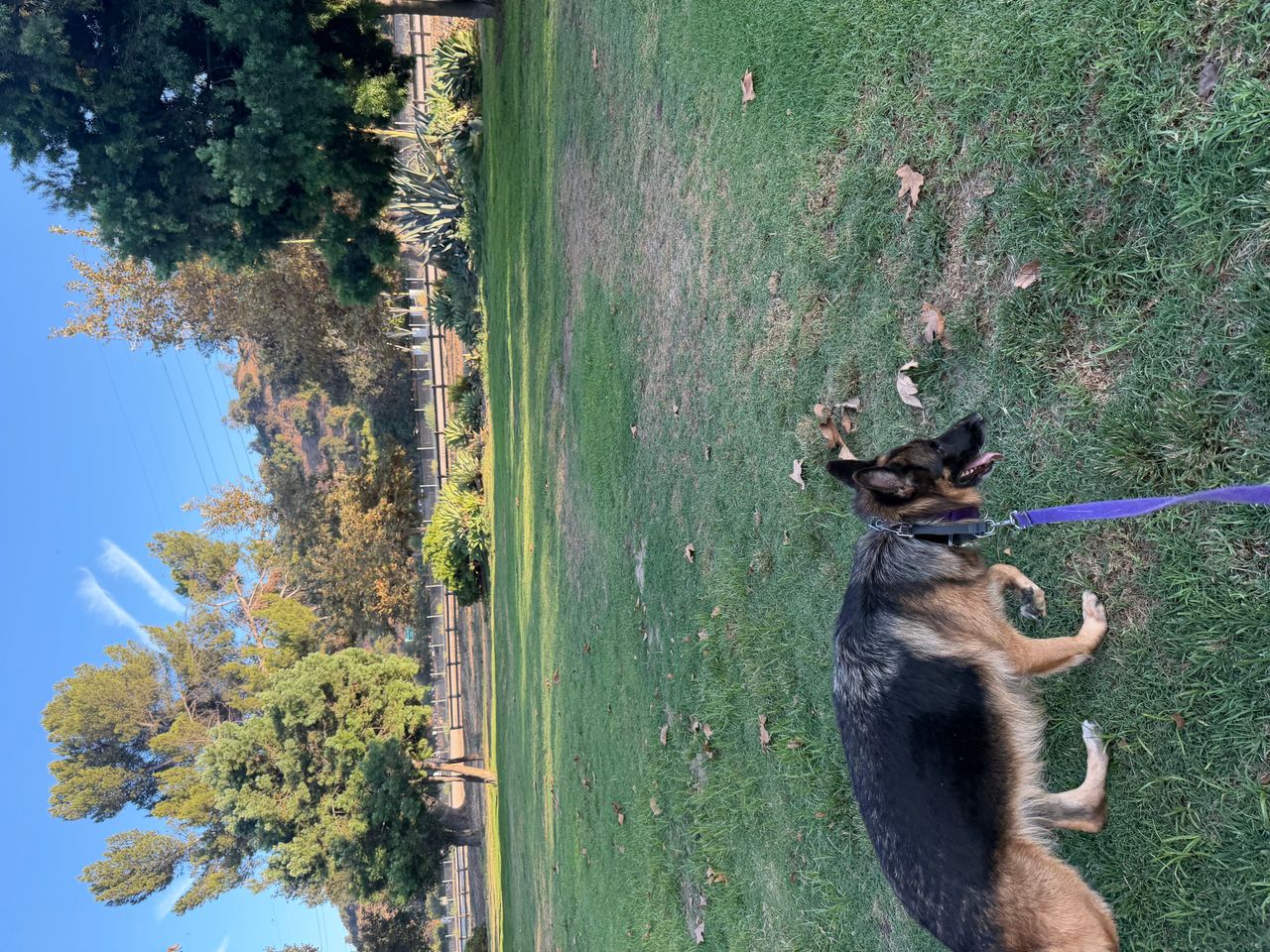 Pet travel photo 3