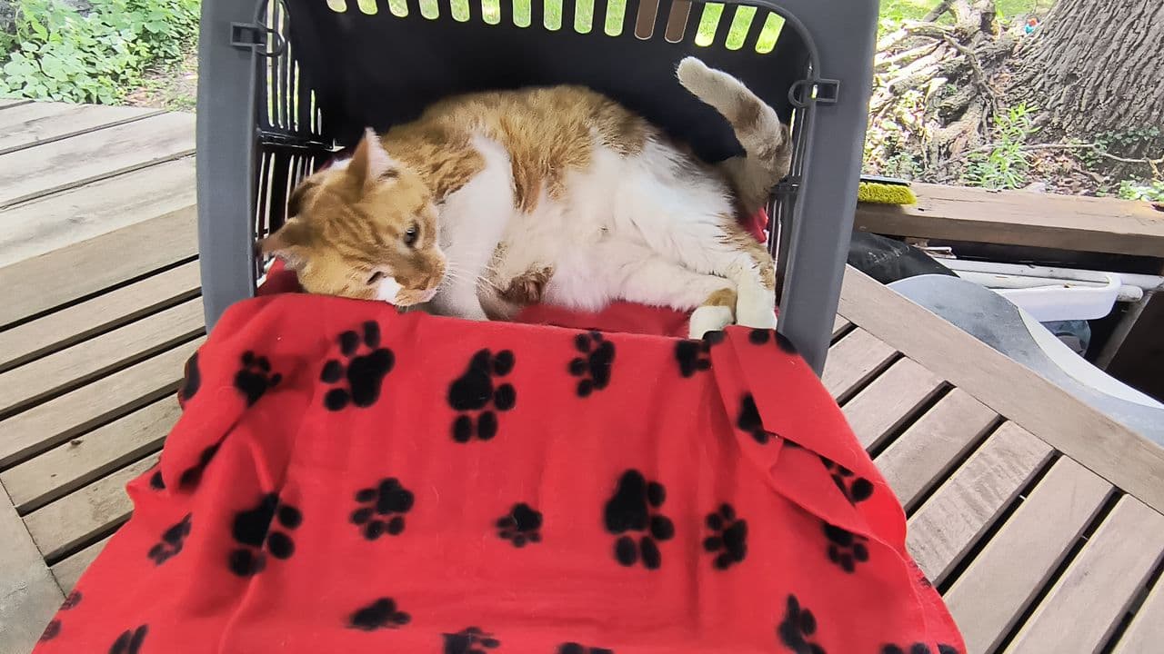 Pet travel photo 5