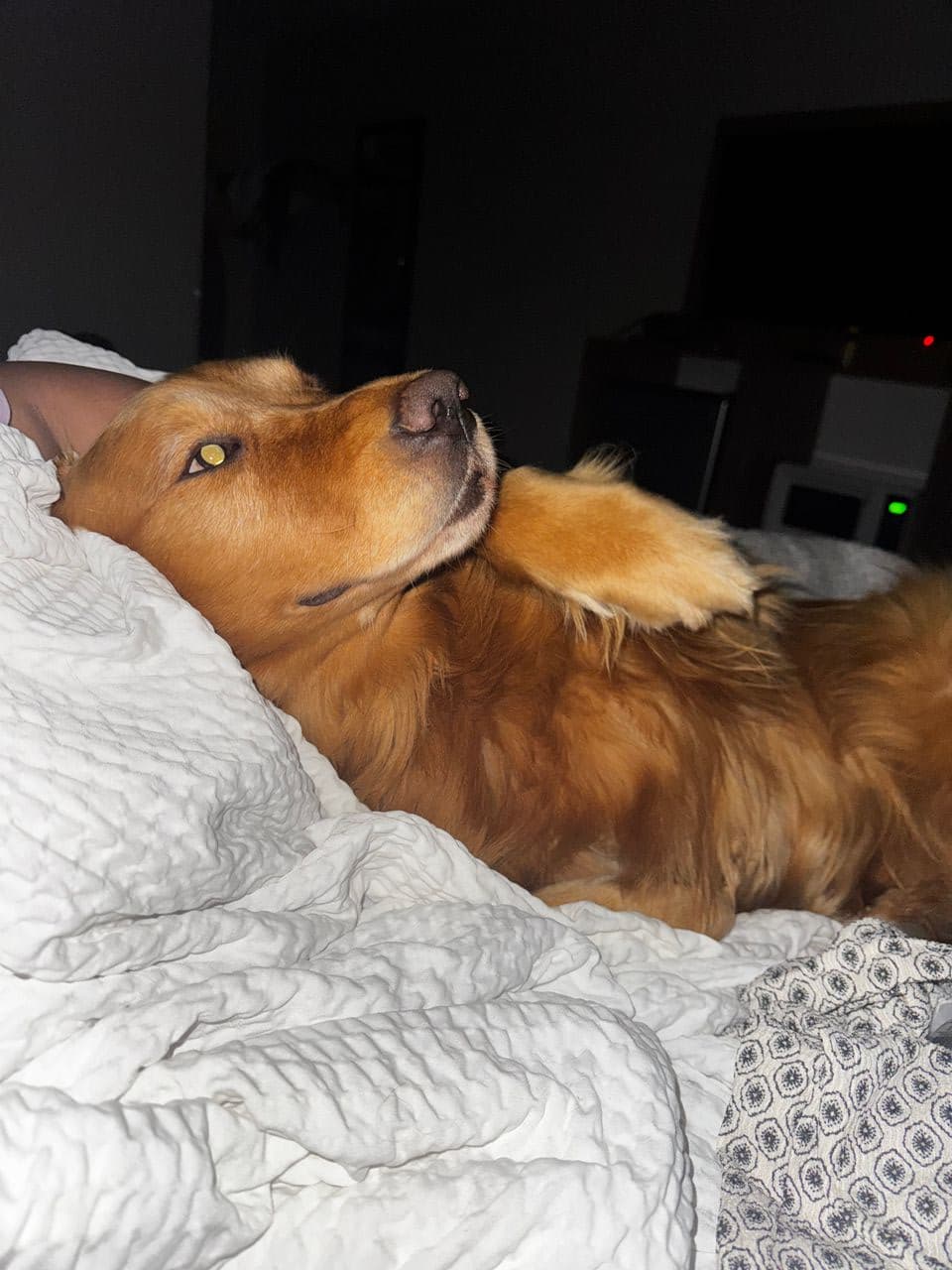 Pet travel photo 4
