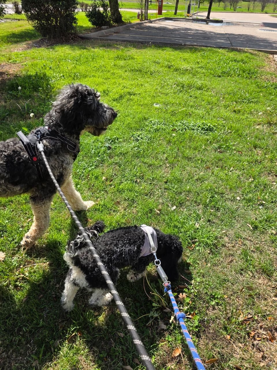 Pet travel photo 6