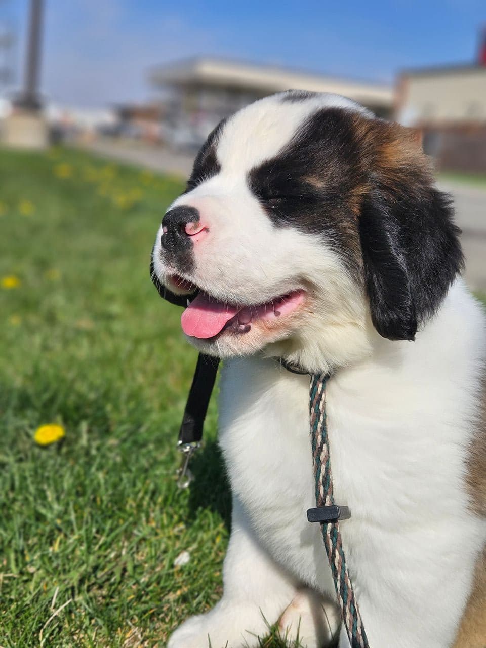 Pet travel photo 5