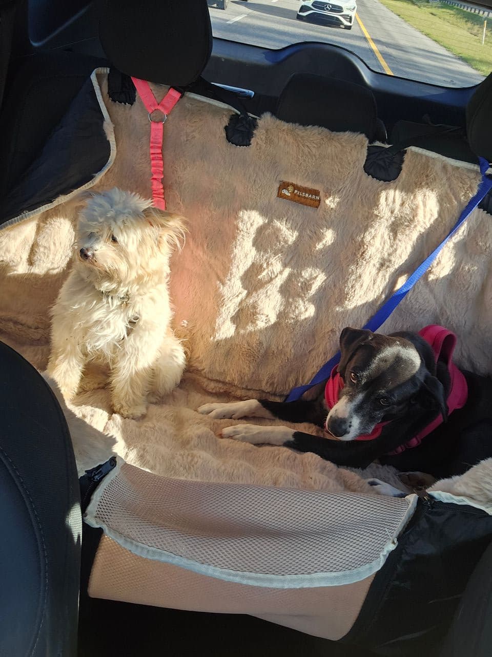 Pet travel photo 2