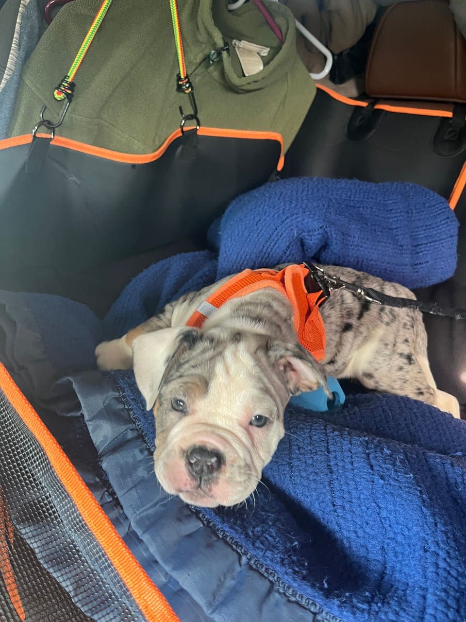 Pet travel photo 4