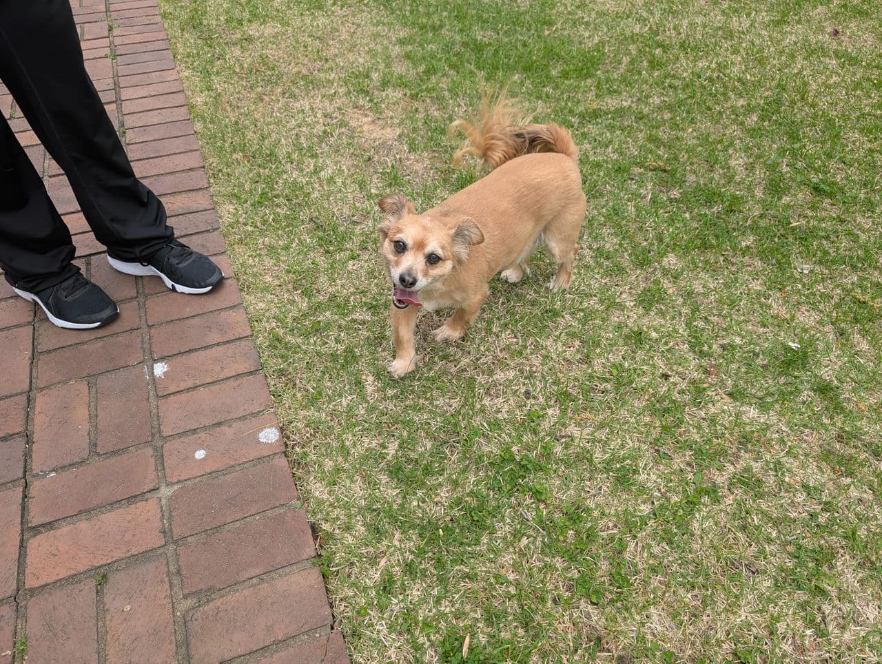 Pet travel photo 6