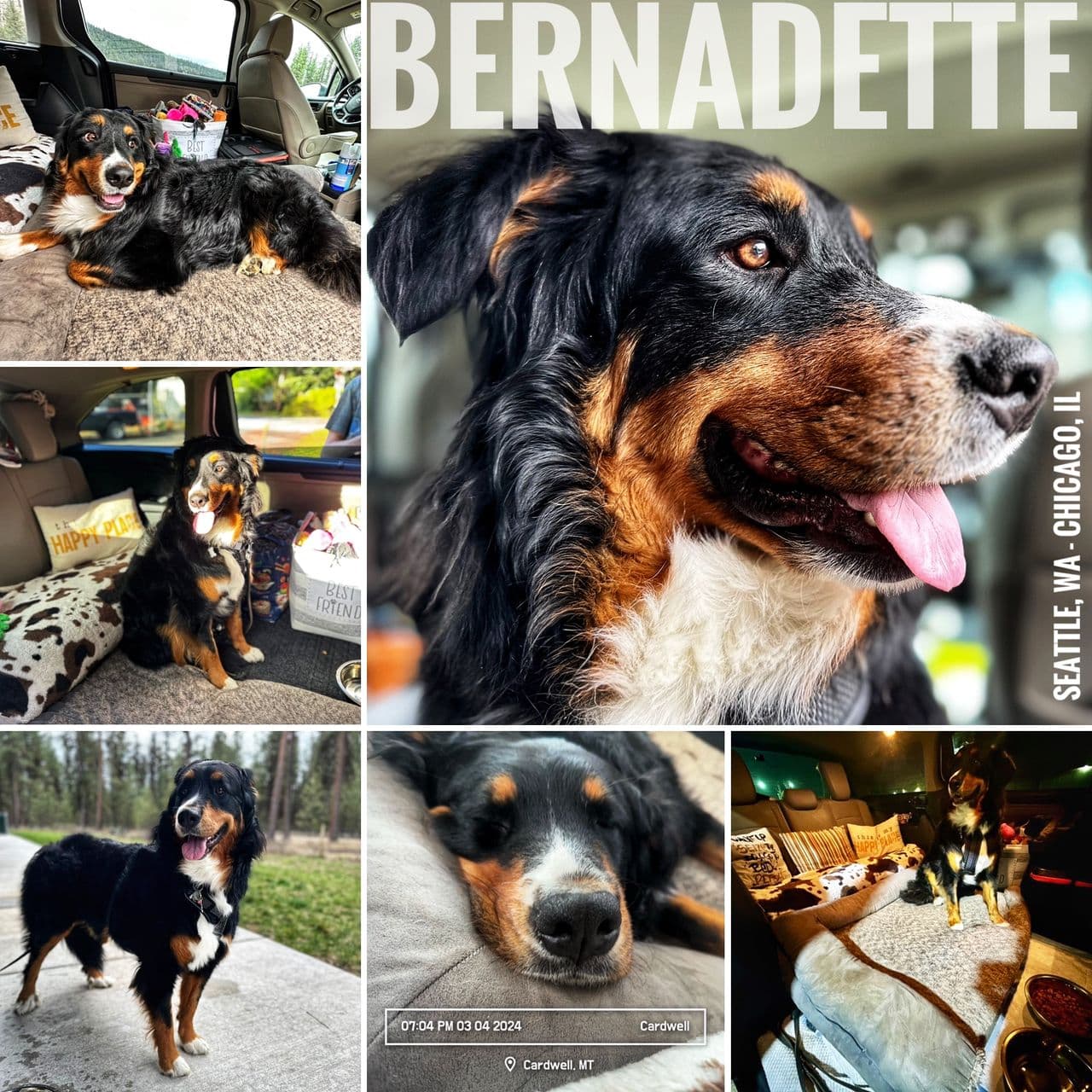 Pet travel photo 4
