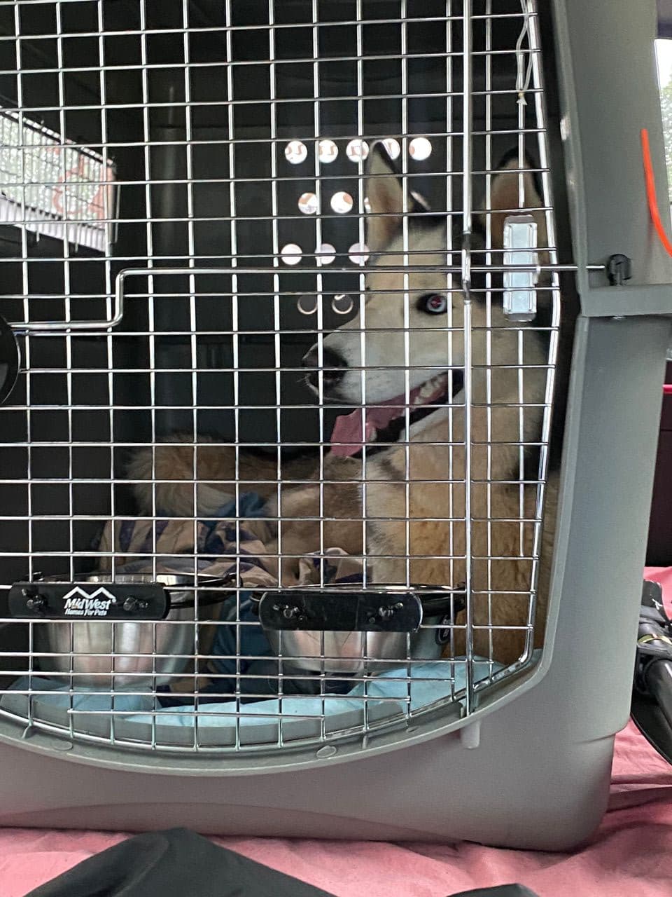 Pet travel photo 5
