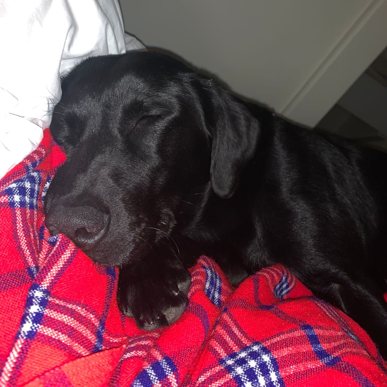 Pet travel photo 4