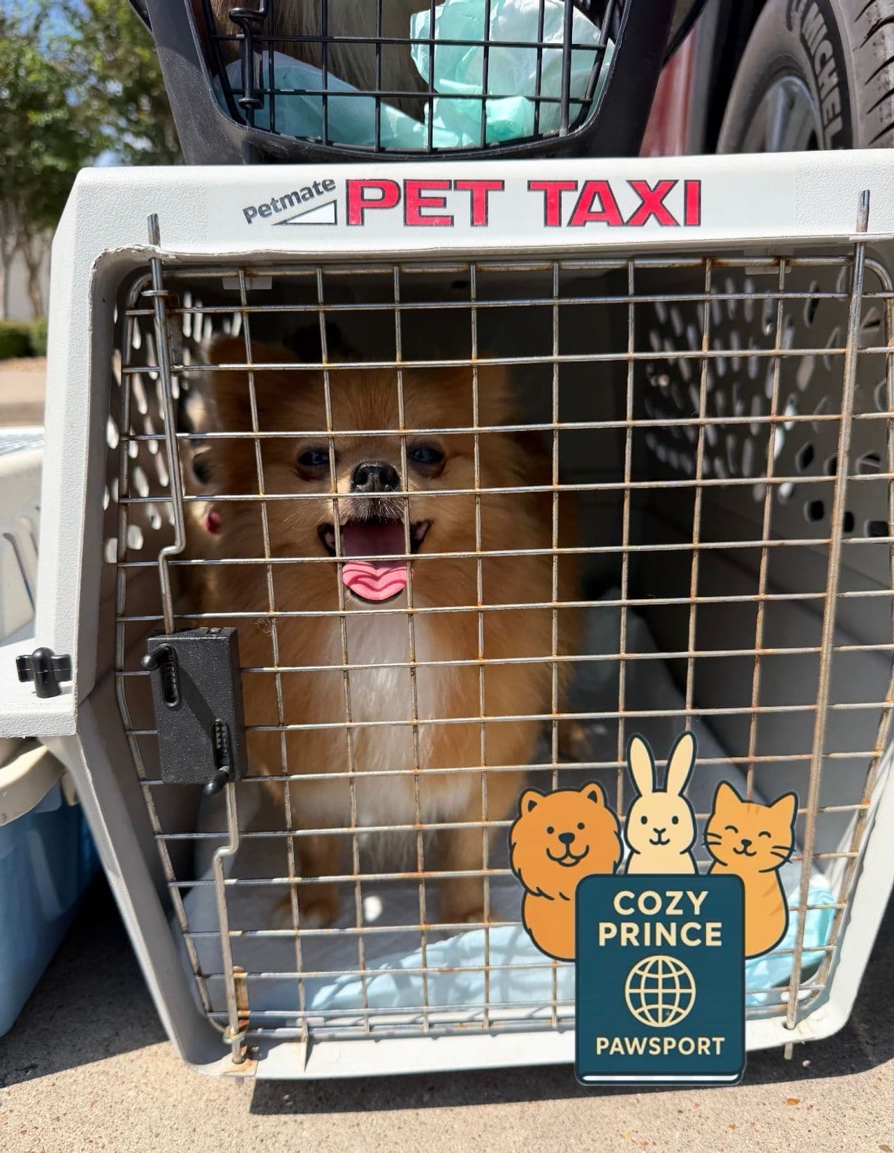 Pet travel photo 1