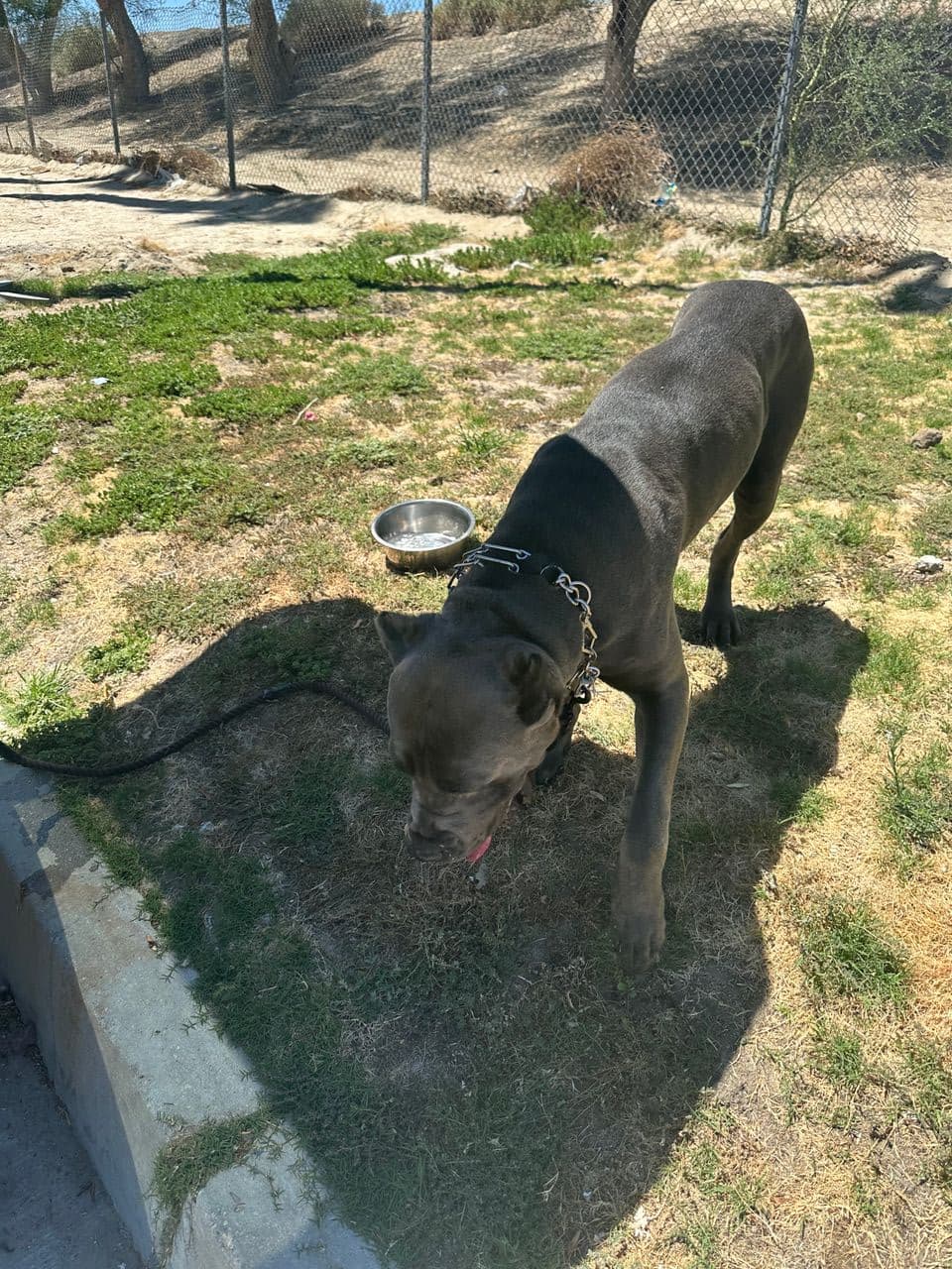 Pet travel photo 1