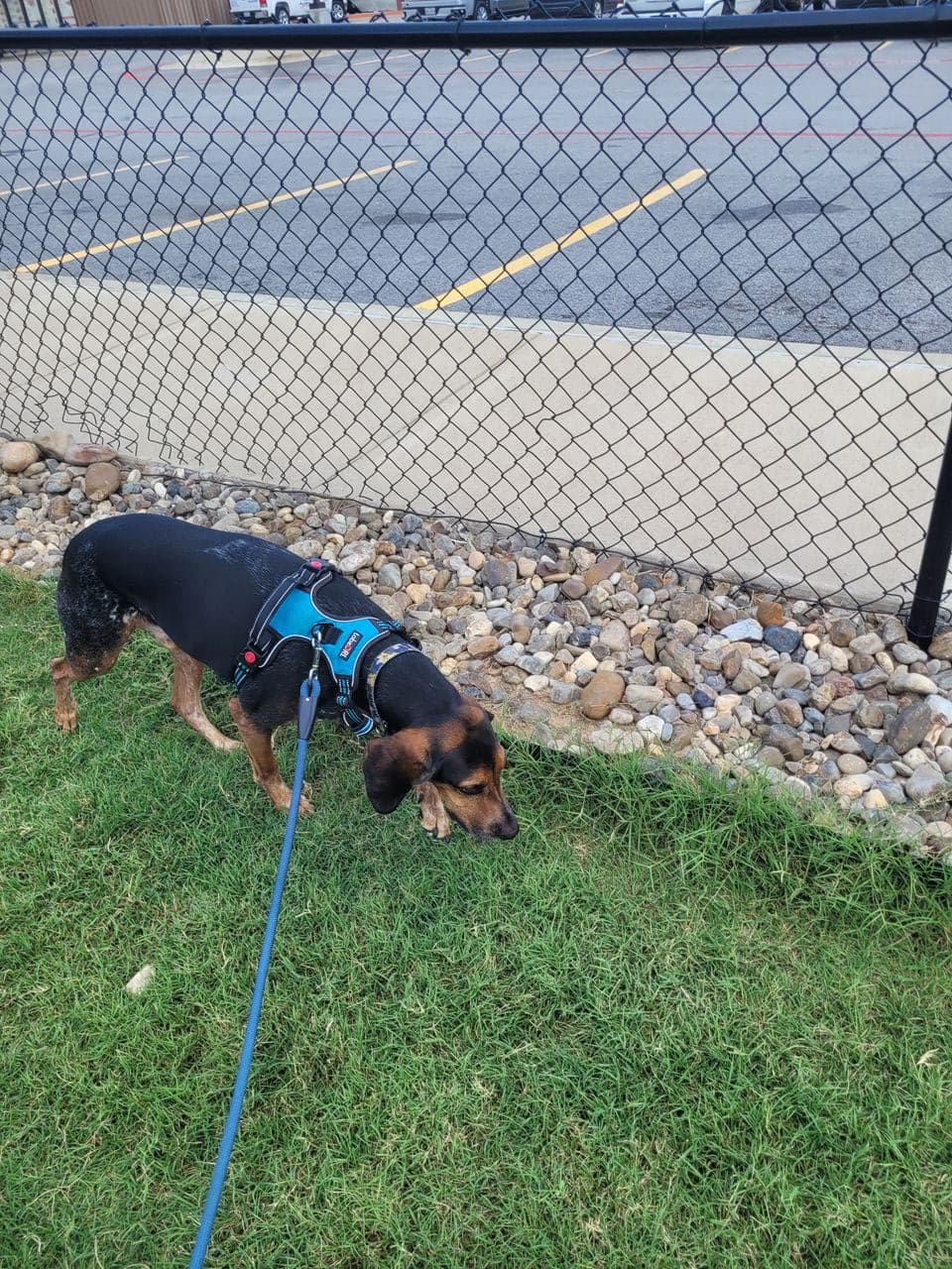 Pet travel photo 1