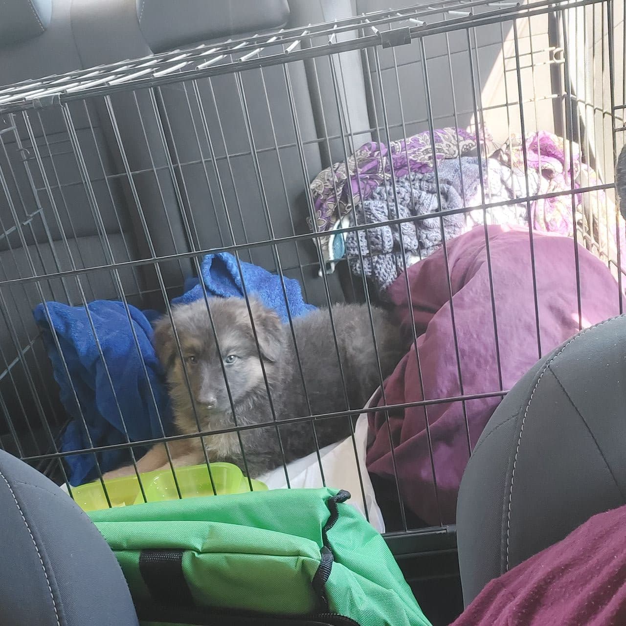 Pet travel photo 4