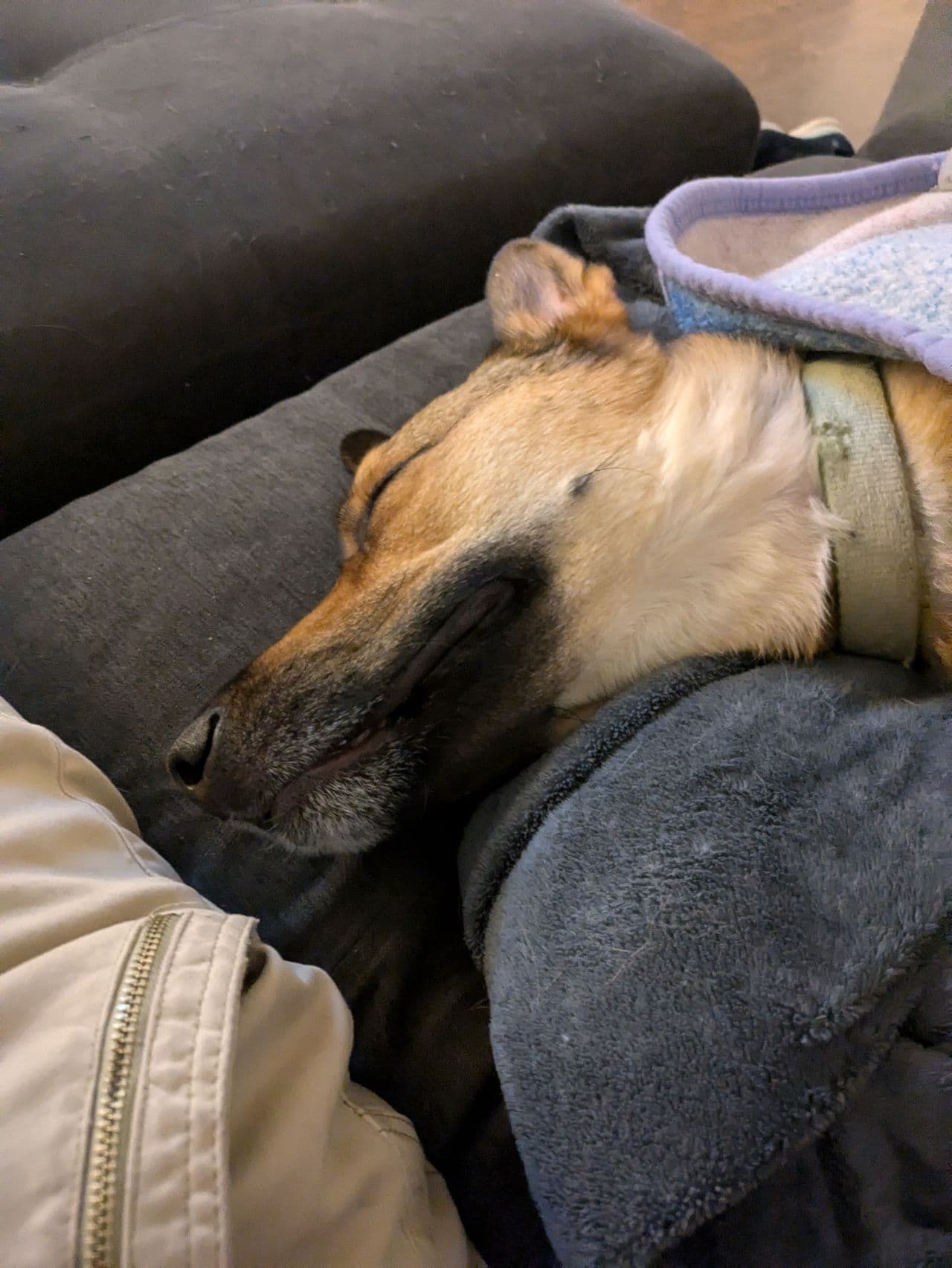 Pet travel photo 3