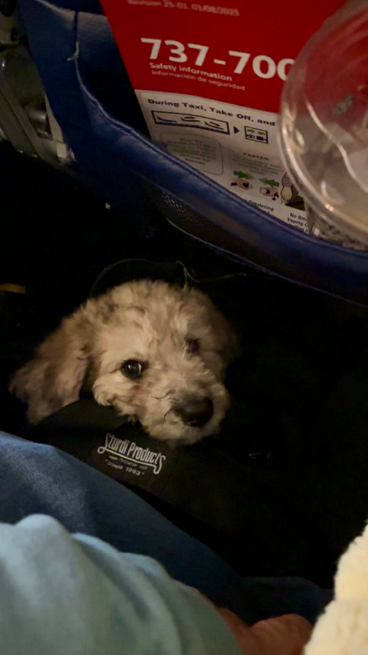 Pet travel photo 1
