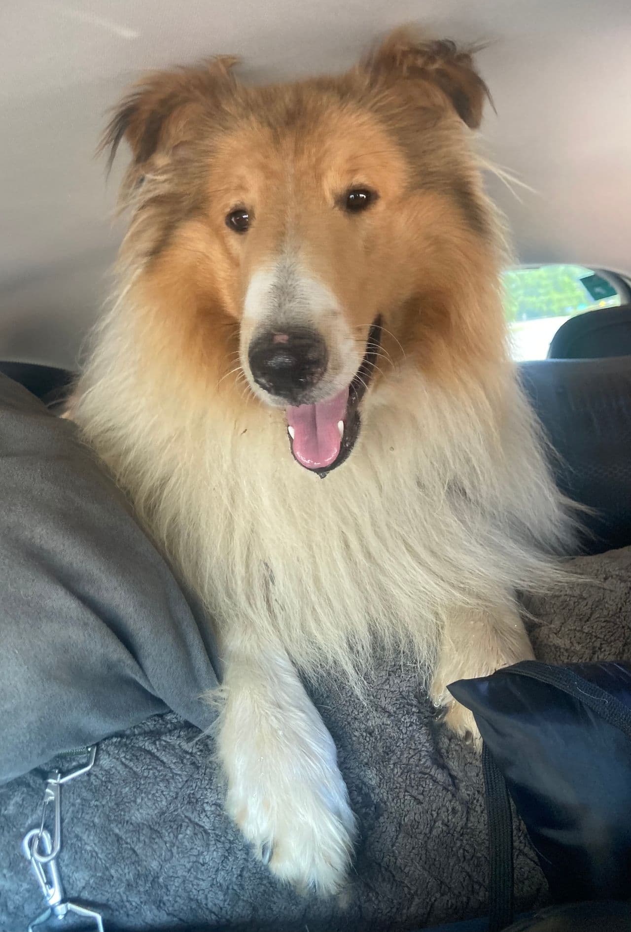 Pet travel photo 2