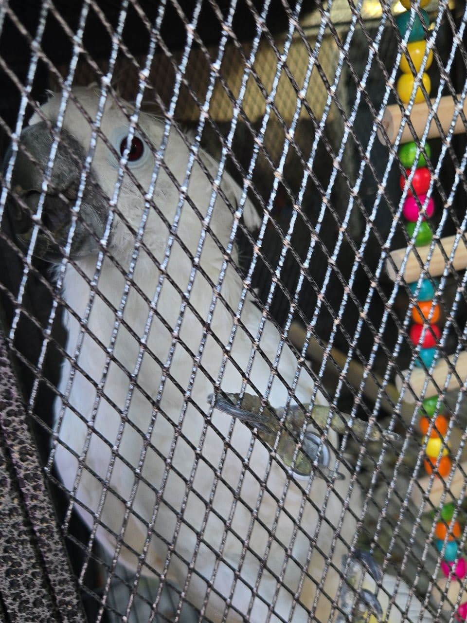 Pet travel photo 6