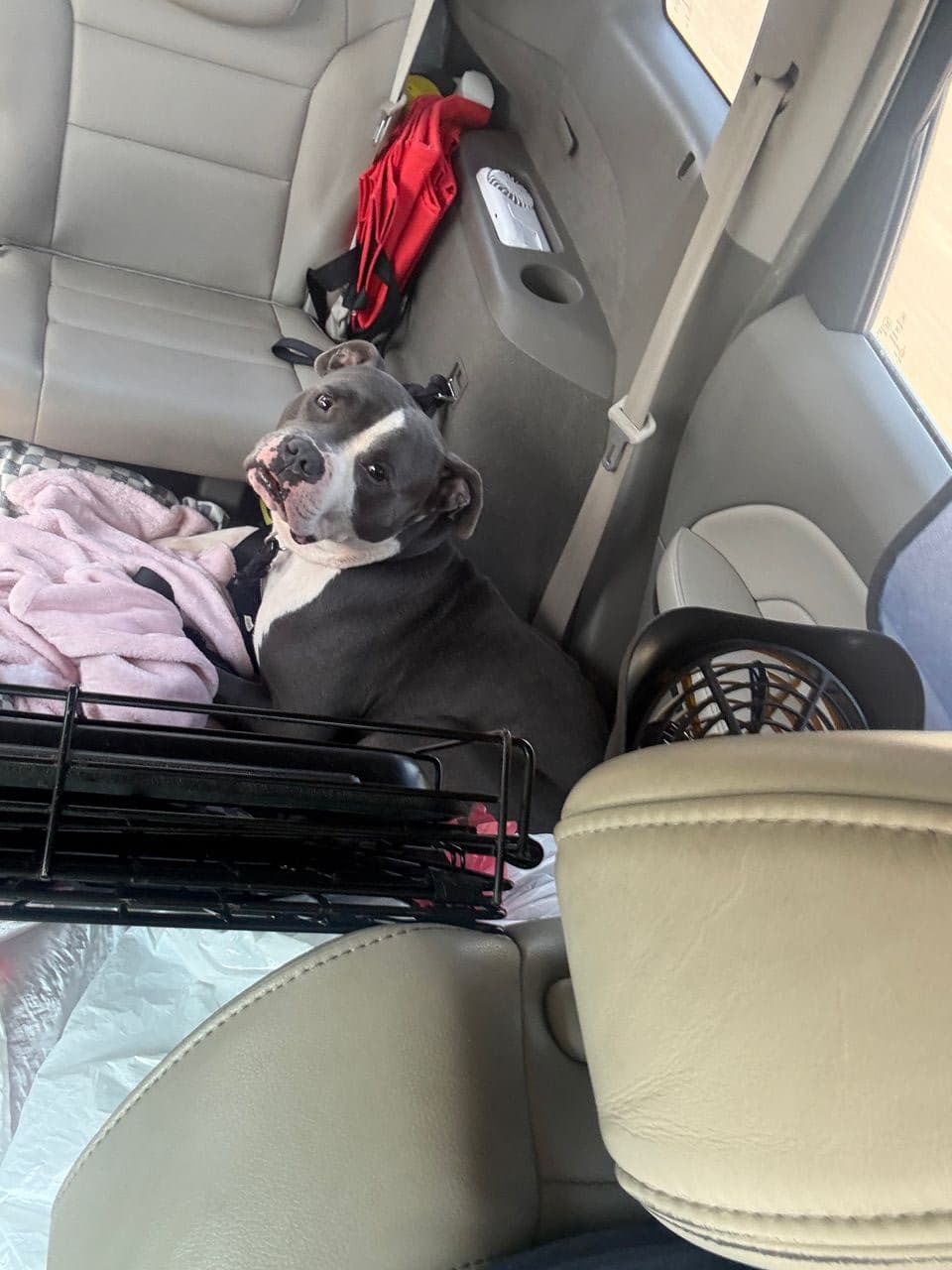 Pet travel photo 5