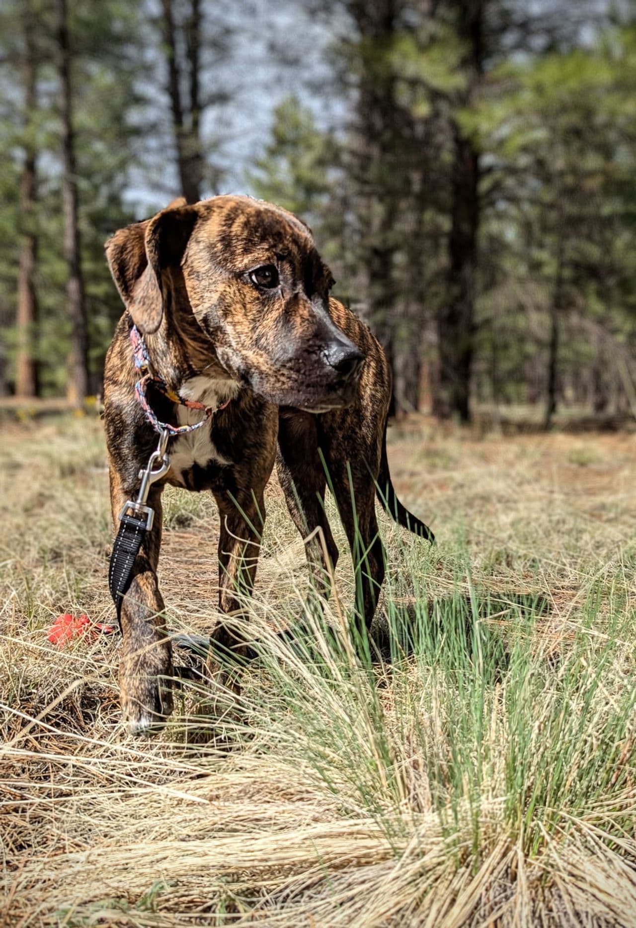 Pet travel photo 5