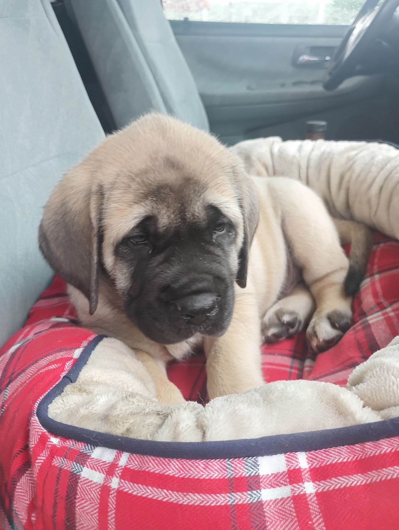 Pet travel photo 2