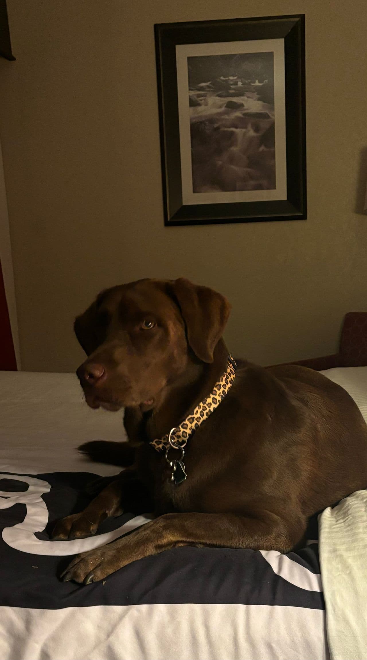 Pet travel photo 2